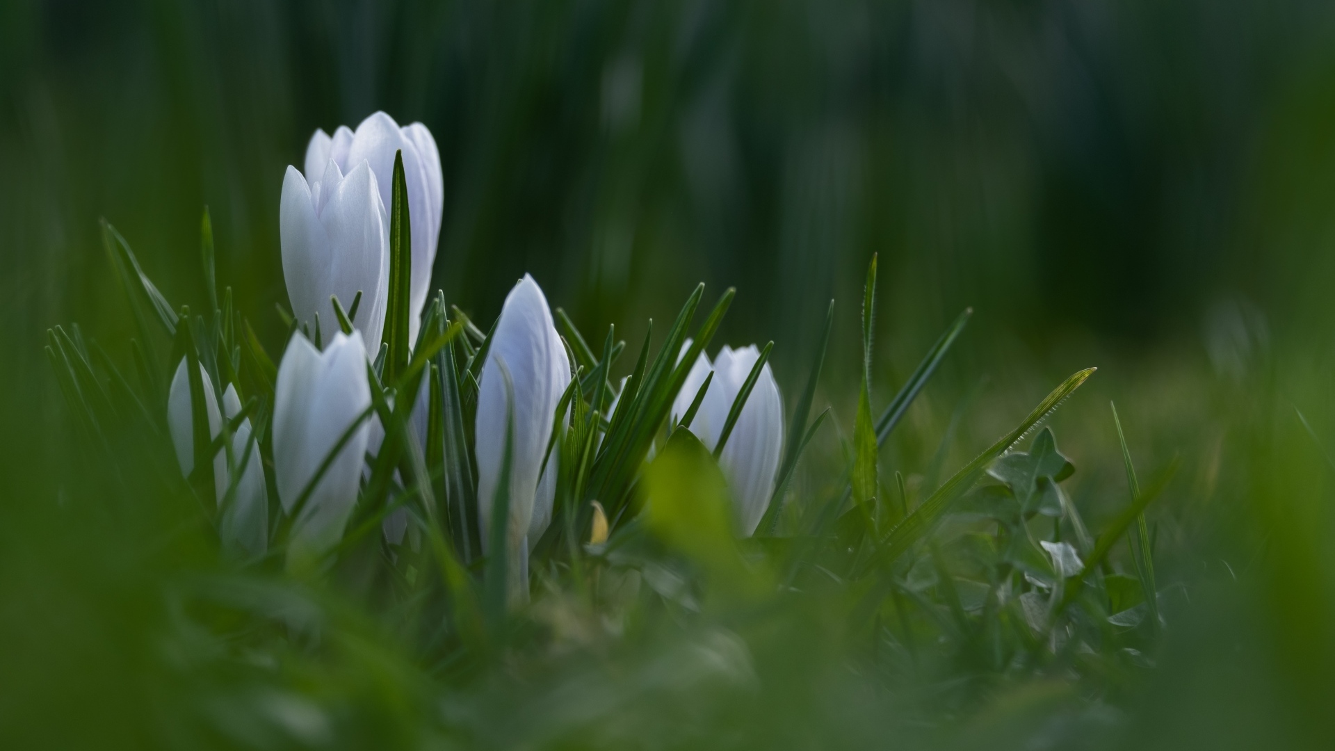 Маленькие белые цветы крокуса пробиваются в зеленой траве