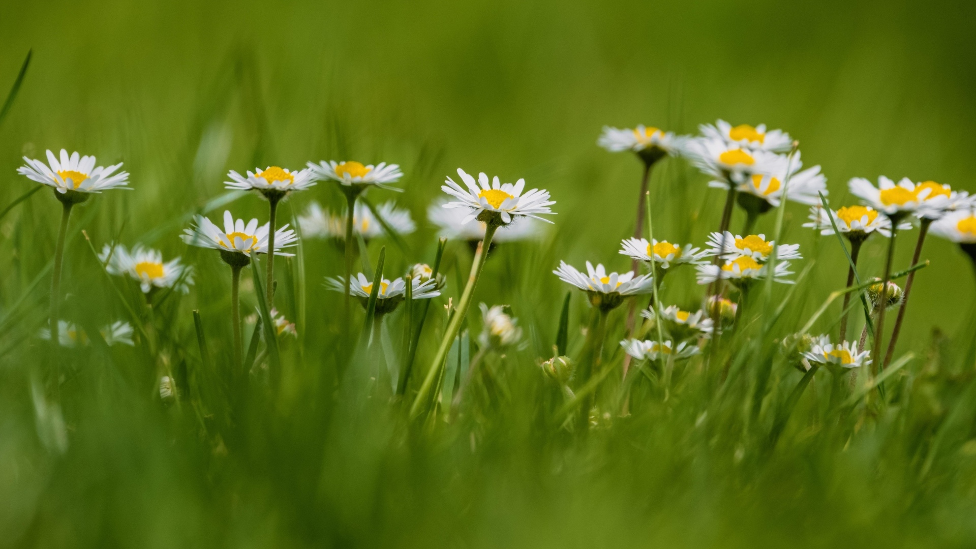 Маленькие белые ромашки в зеленой траве