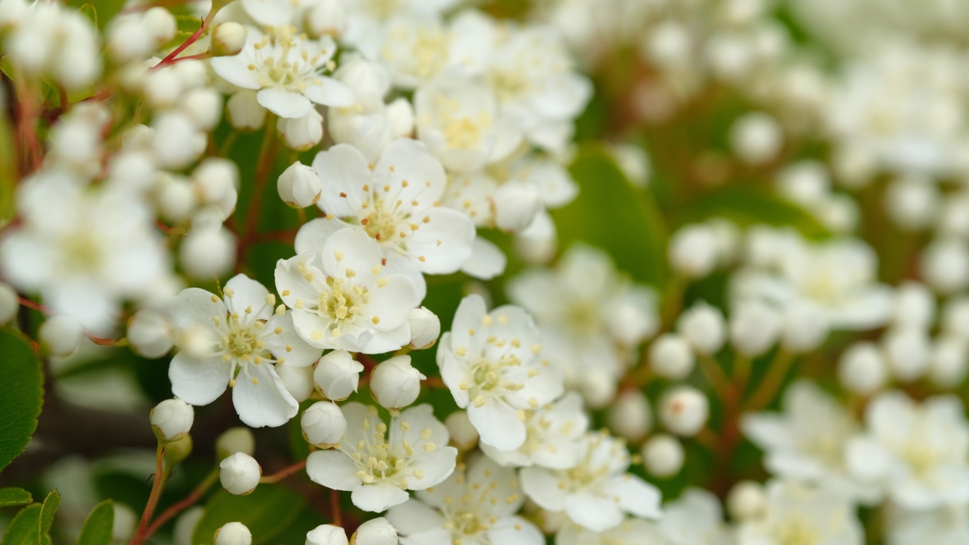 Мелкие белые цветы на кусту