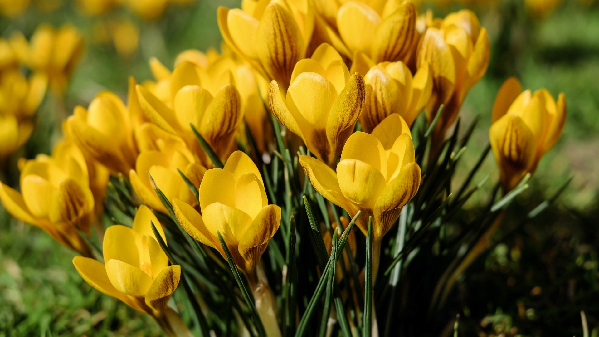 Маленькие желтые крокусы распустились весной 