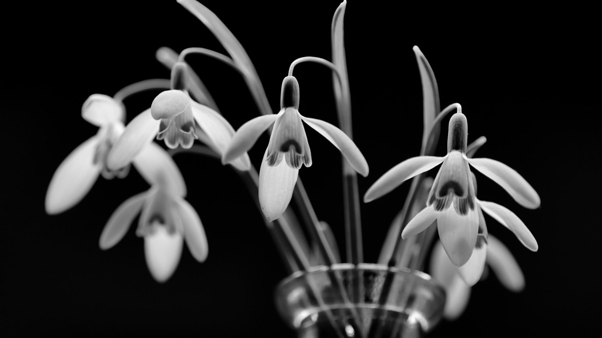 Подснежники в стеклянной вазе черно-белое фото