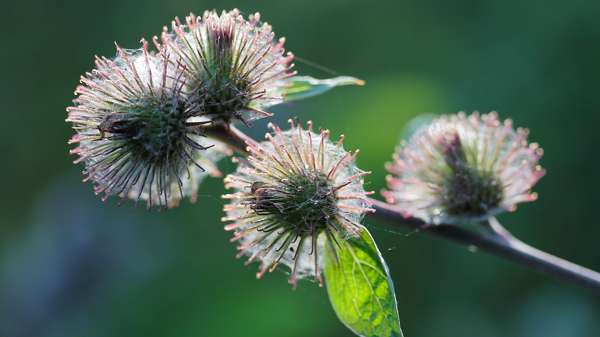 Колючие цветы расторопши в паутине