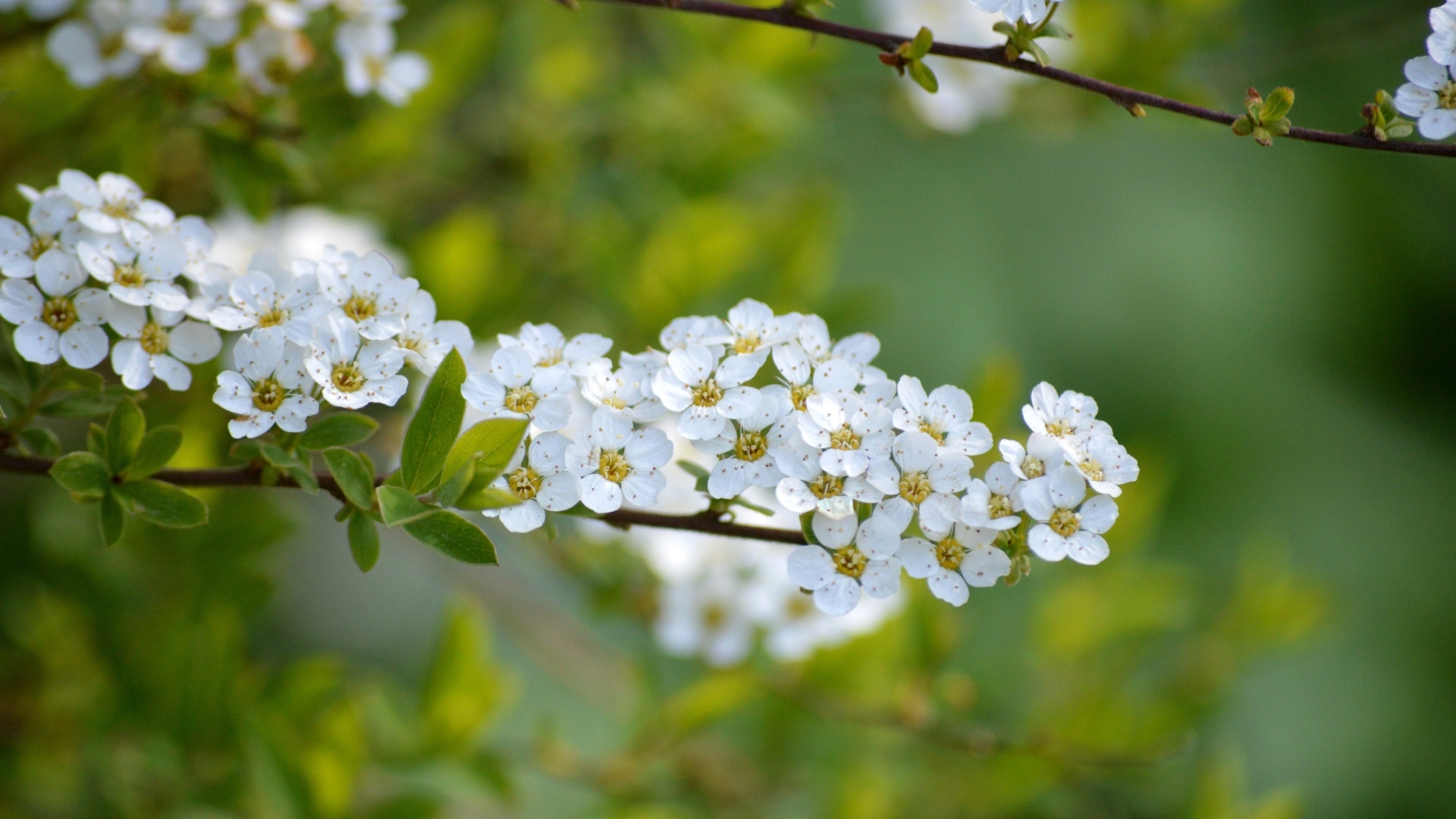 Дерево спирея аргута с белыми цветами