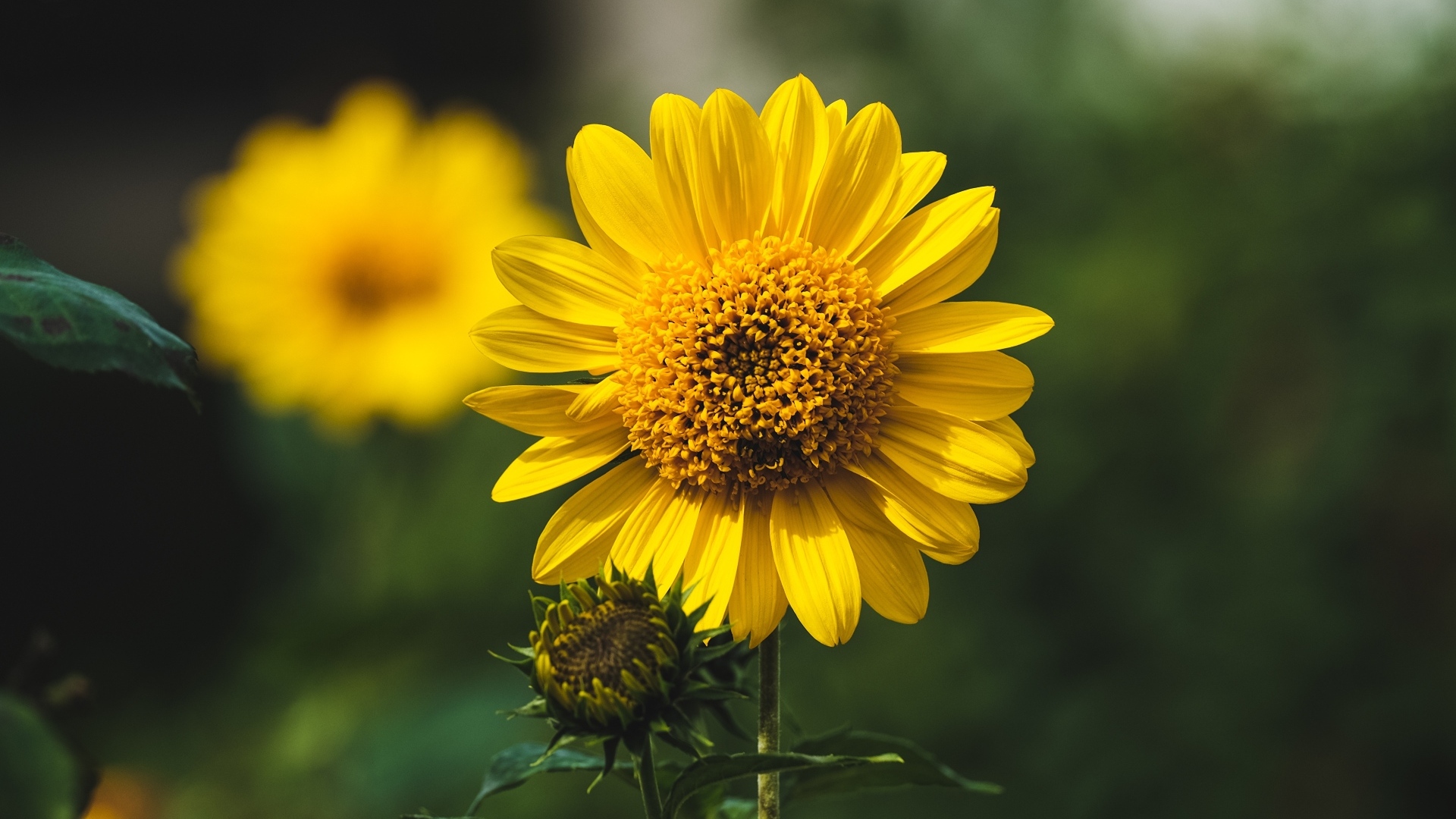 Подсолнух с бутонами крупным планом