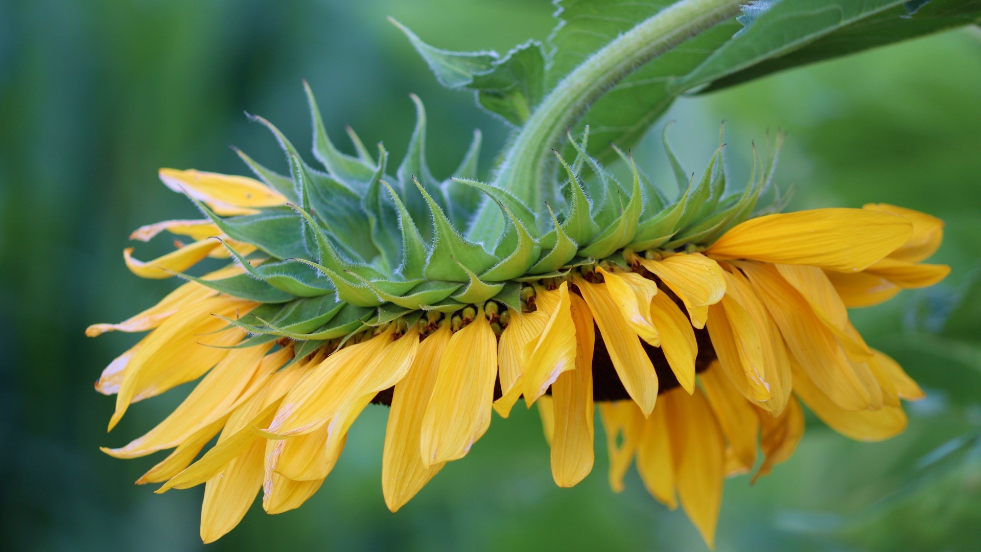 Подсолнух с желтыми лепестками опустился к земле