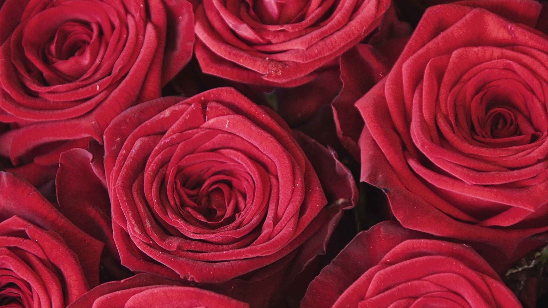 Махровые цветы красной розы