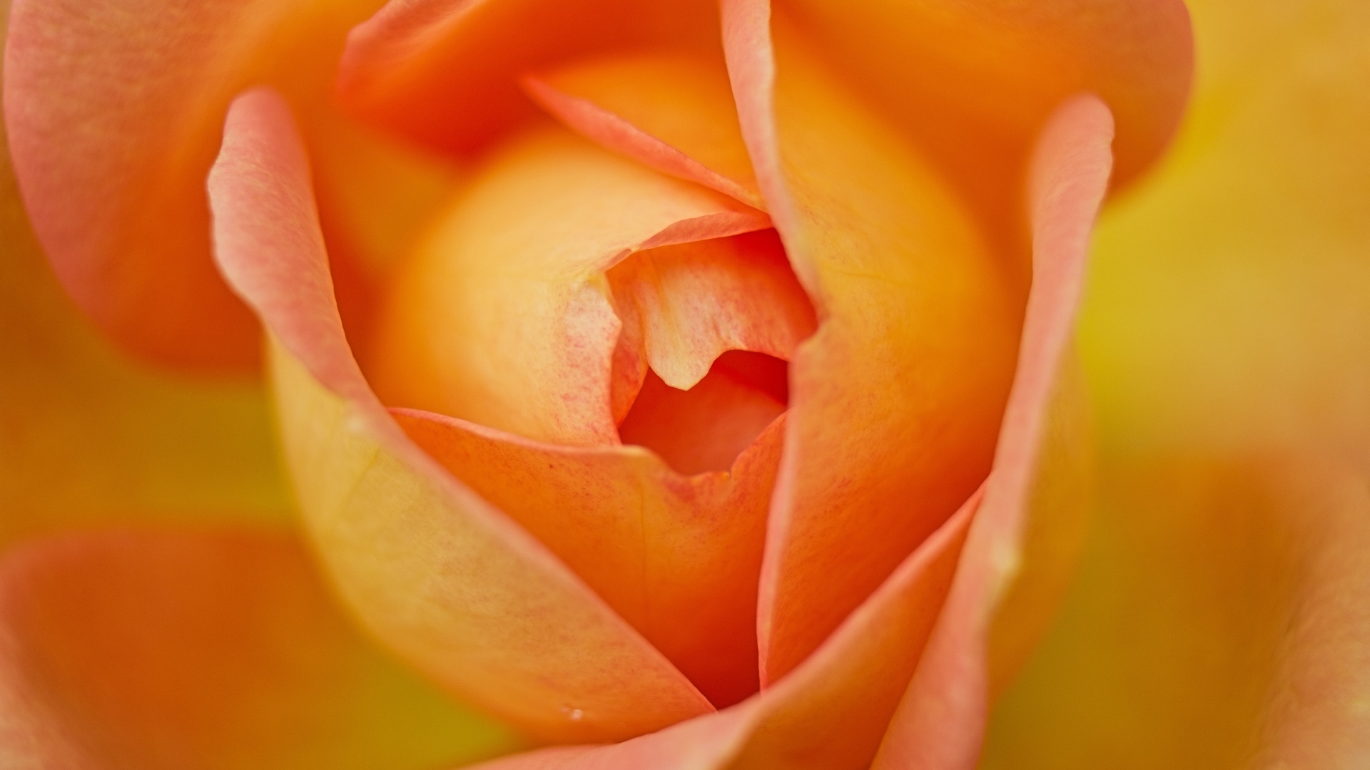 Серединка красивой оранжевой розы