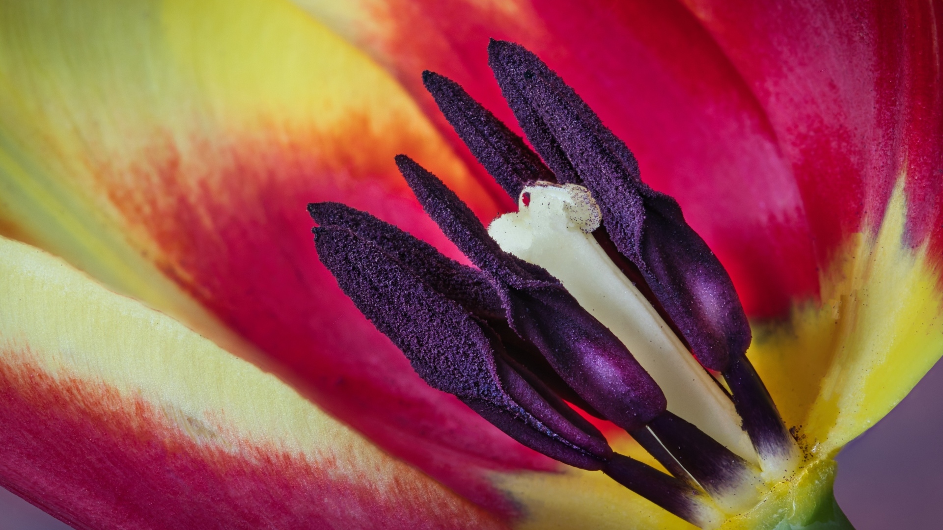 Серединка красивого тюльпана крупным планом