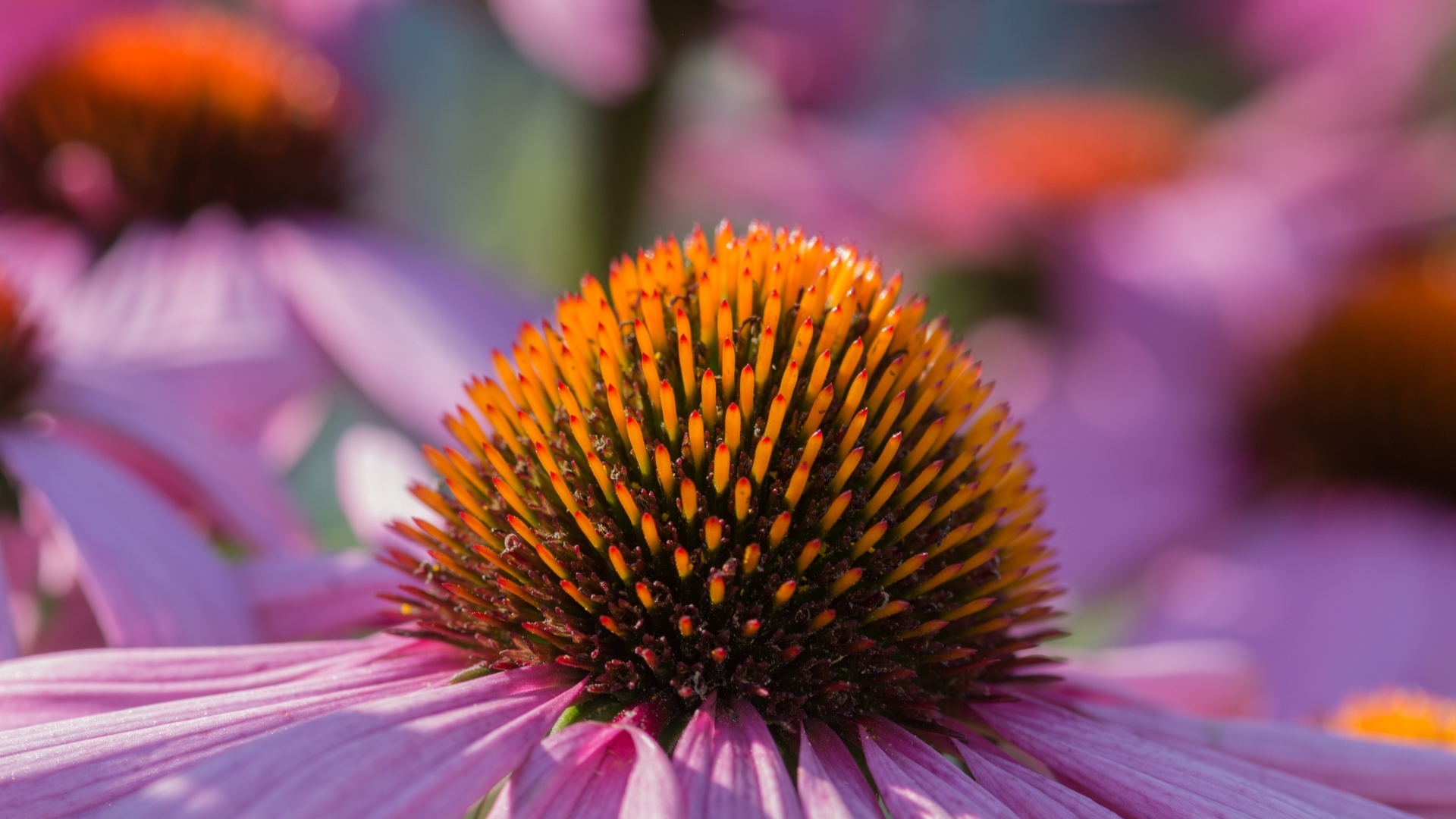 Серединка розового цветка эхинацеи