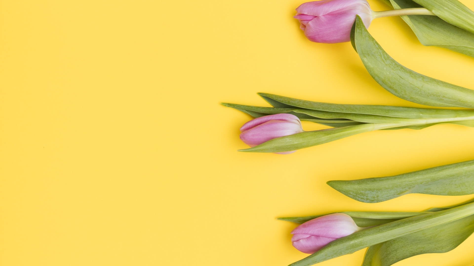 Три розовых тюльпана на желтом фоне