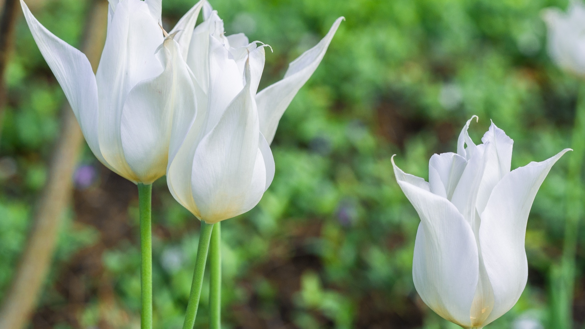 Три белых тюльпана на клумбе