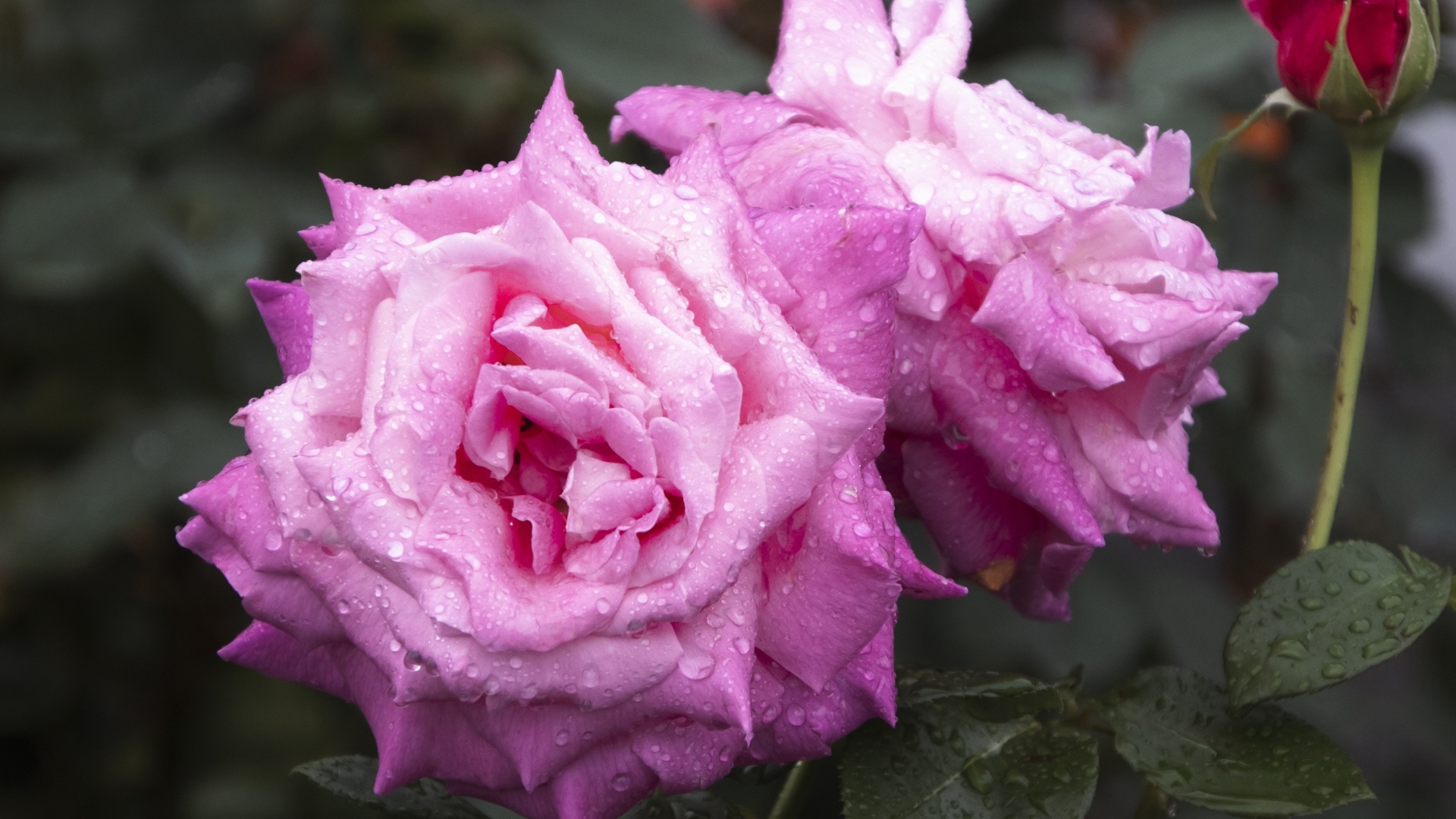 Две красивые розовые розы с бутоном в каплях дождя