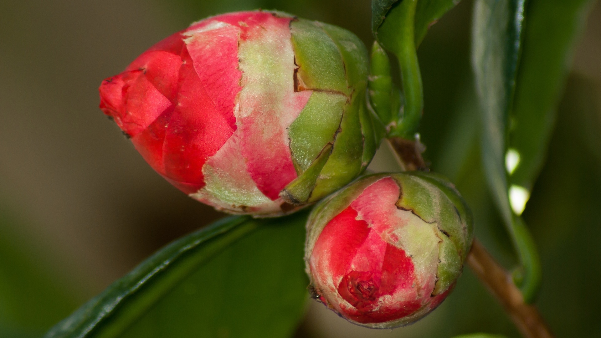 Два бутона красных цветов камелии