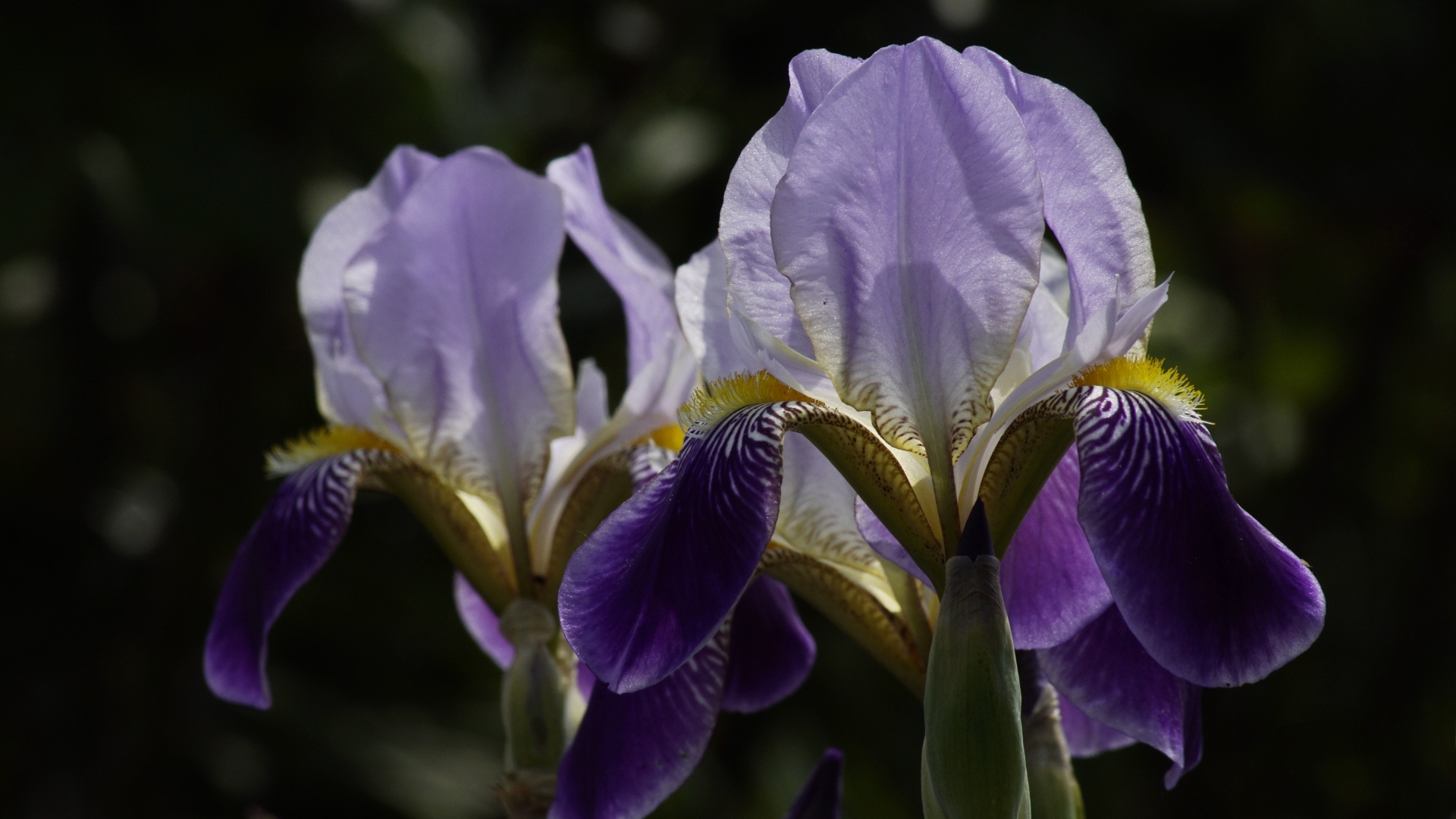 Два цветка ириса на клумбе