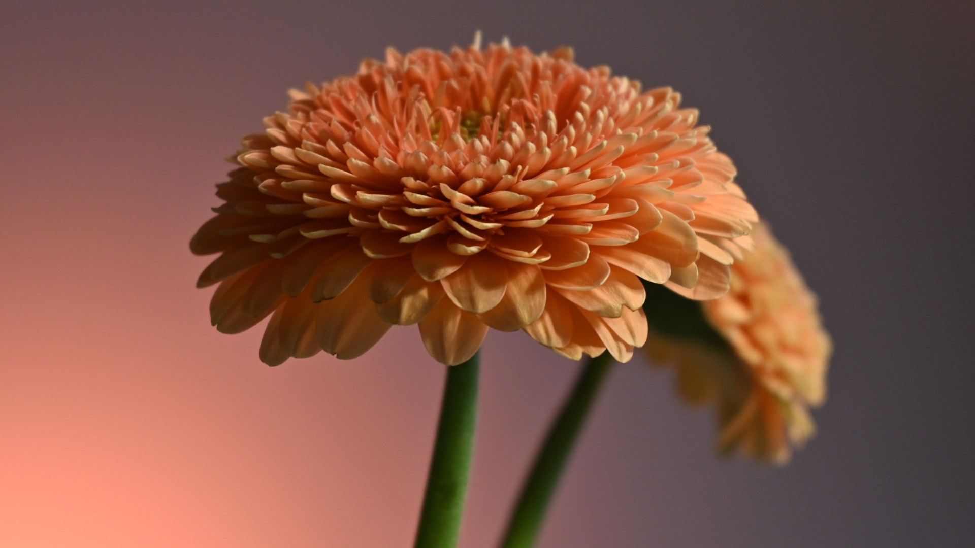 Два пышных цветка герберы крупным планом