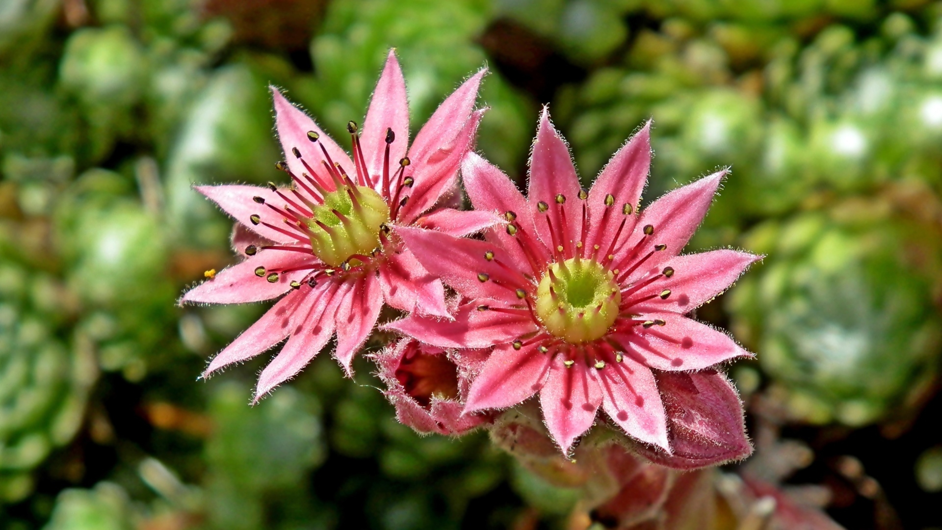 Два розовых цветка крупным планом