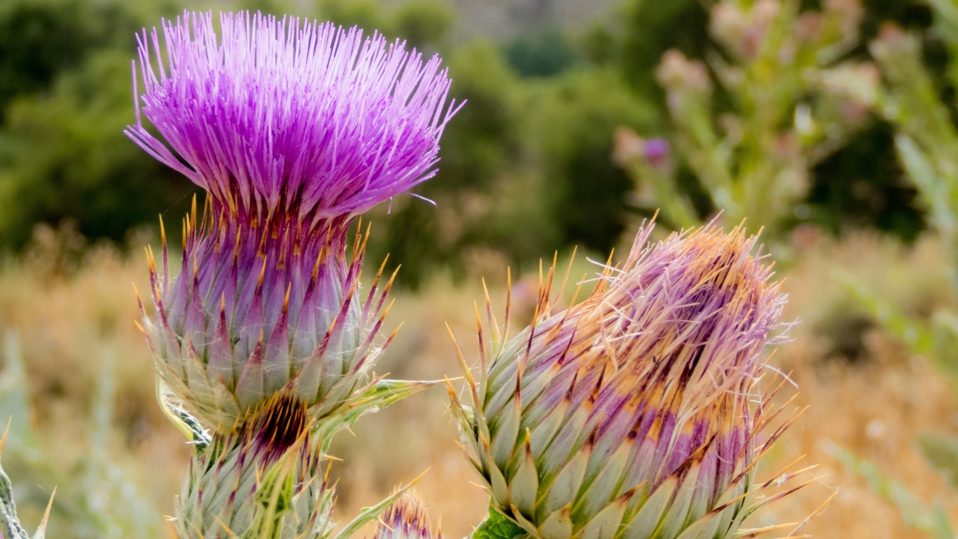 Два розовых колючих цветка чертополоха