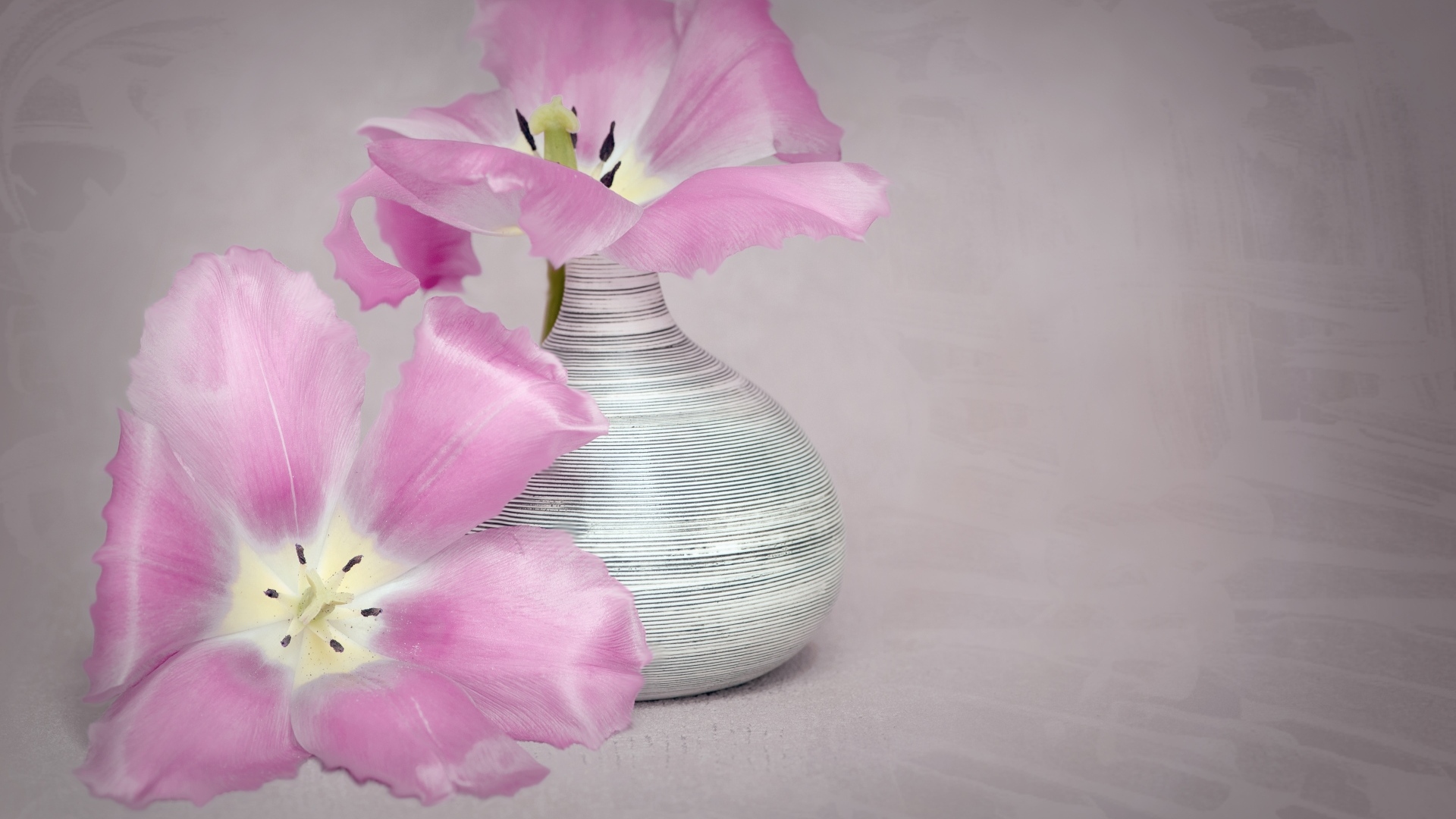 Два розовых тюльпана с вазой на сером фоне