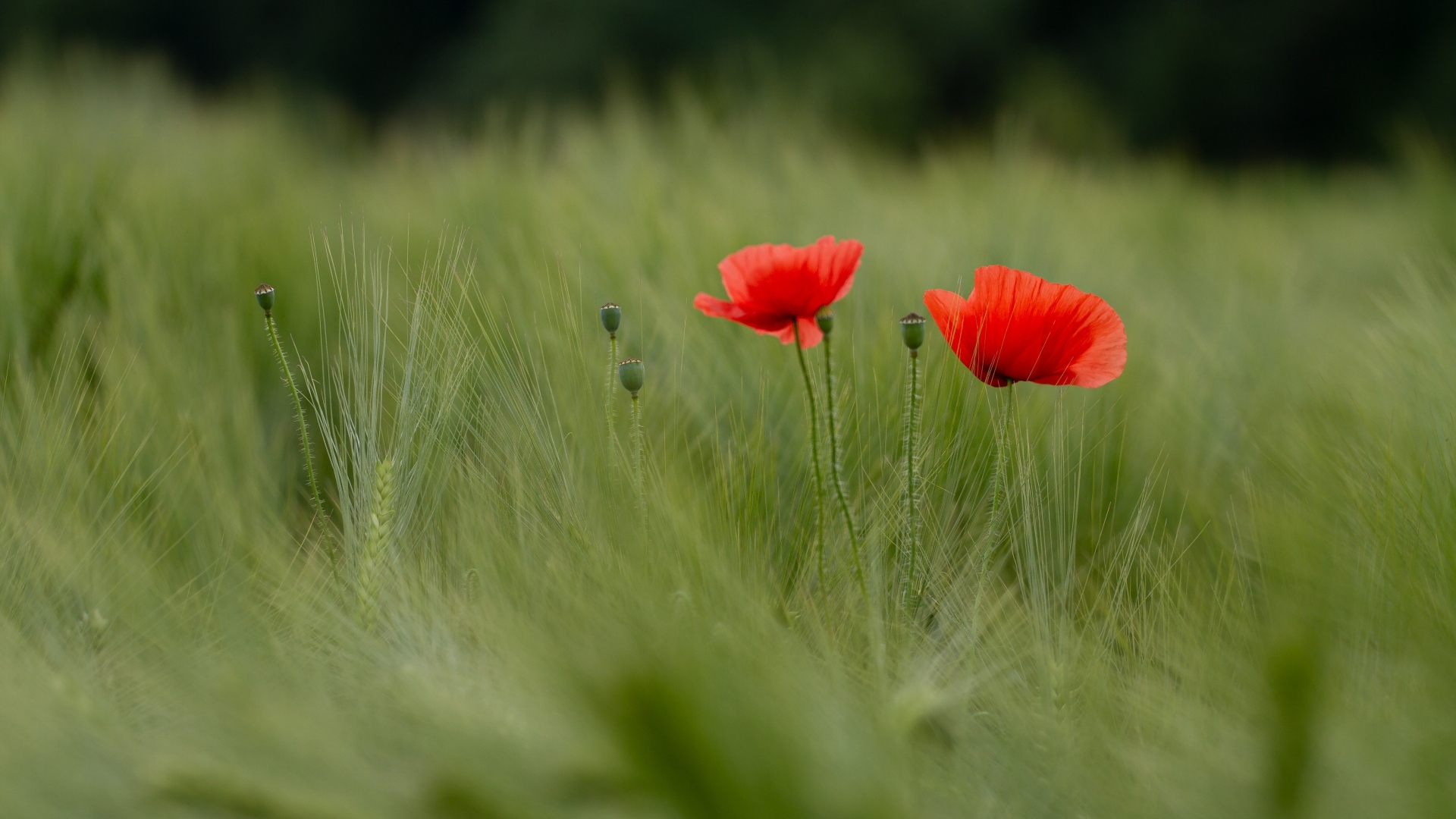 Два красных мака в зеленой пшенице