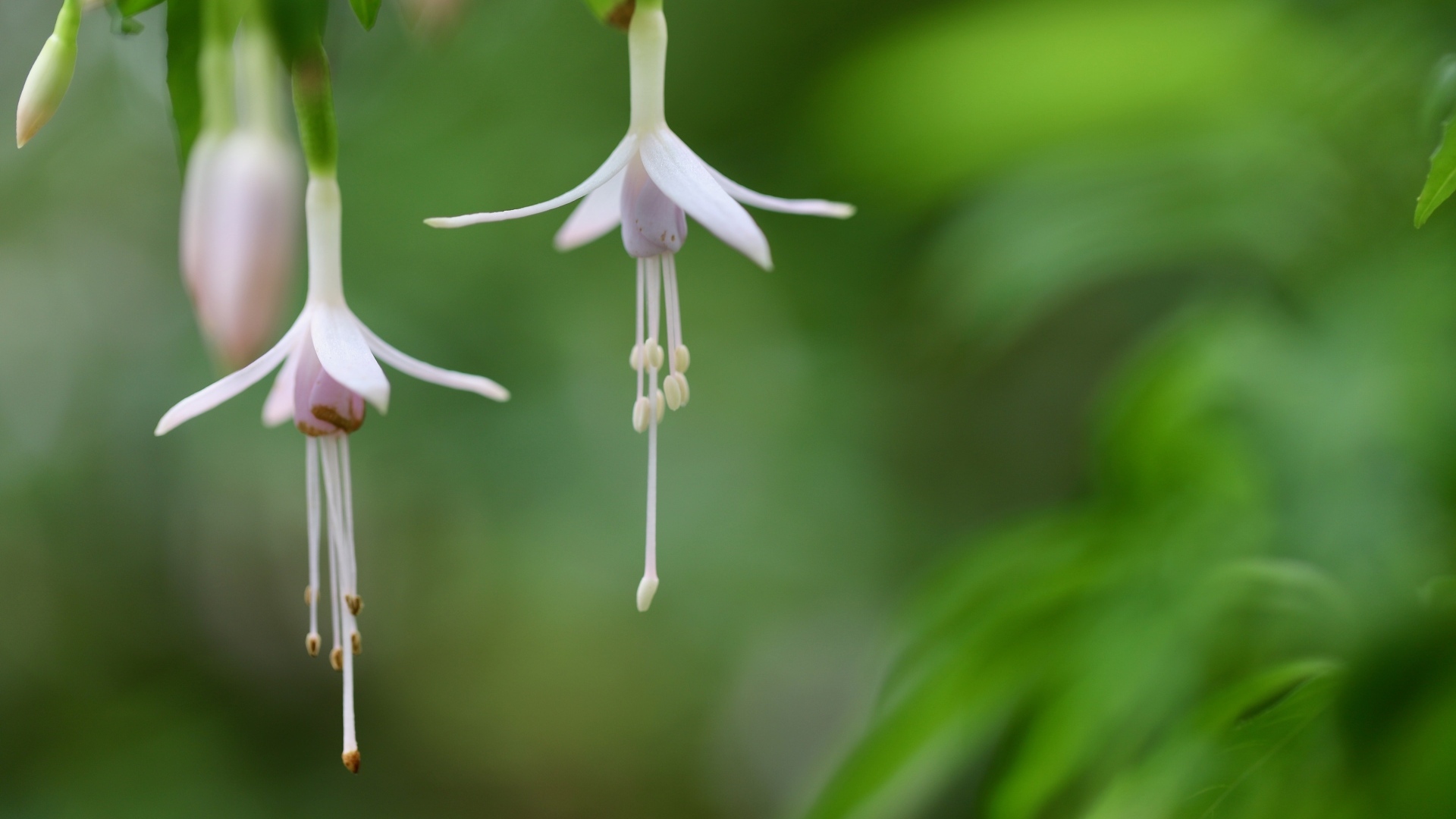 Два маленьких цветка фуксии 