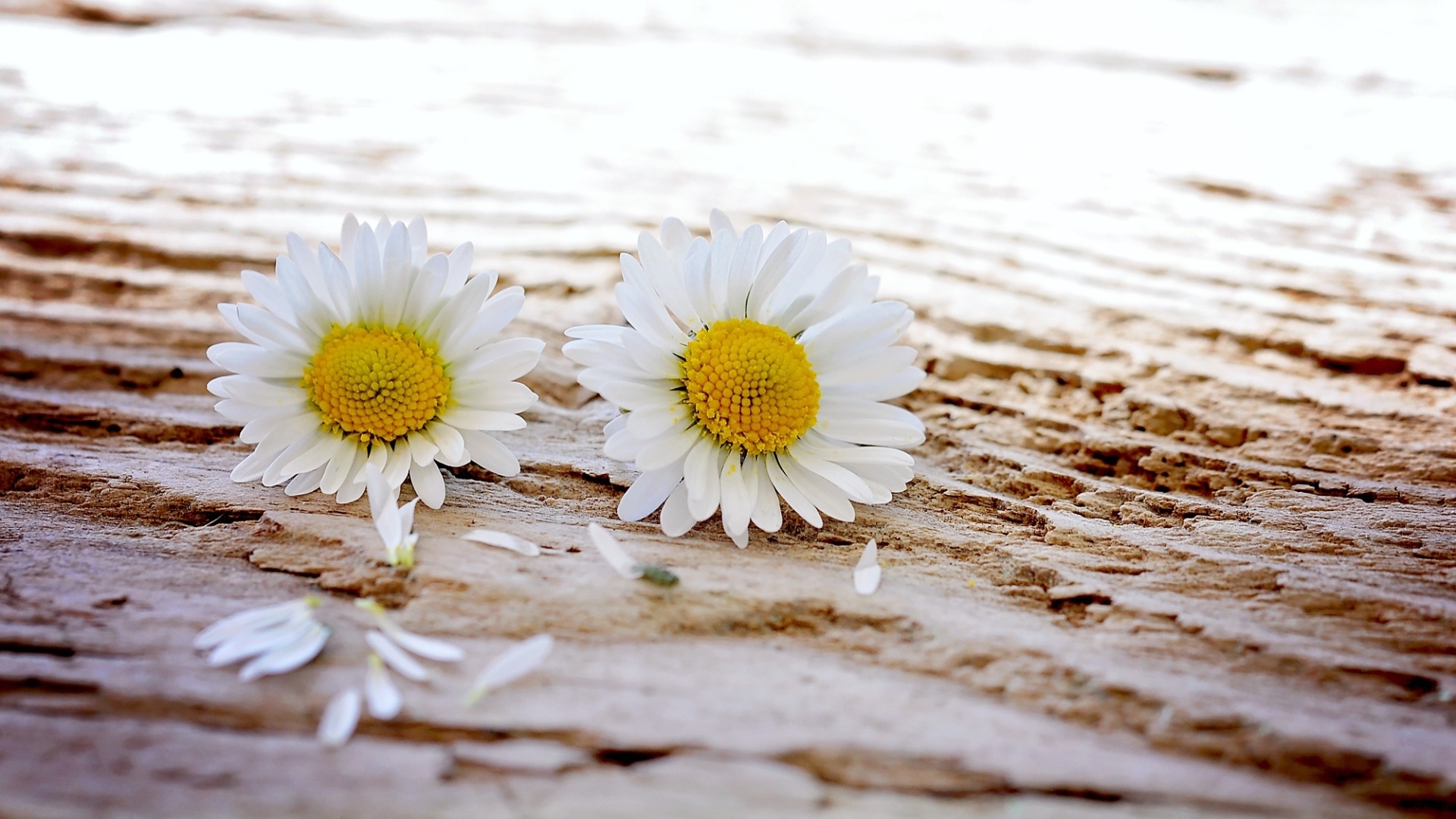 Два белых цветка ромашки на столе