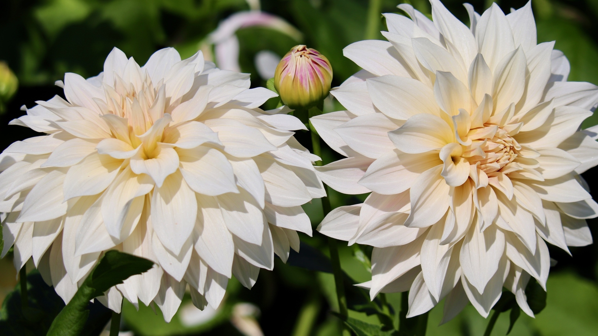 Два белых цветка георгина с бутонами крупным планом