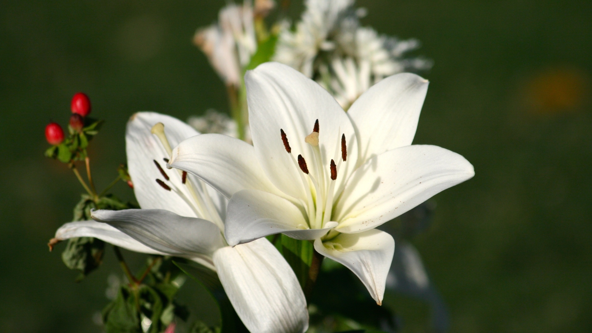 Две белые лилии крупным планом на клумбе