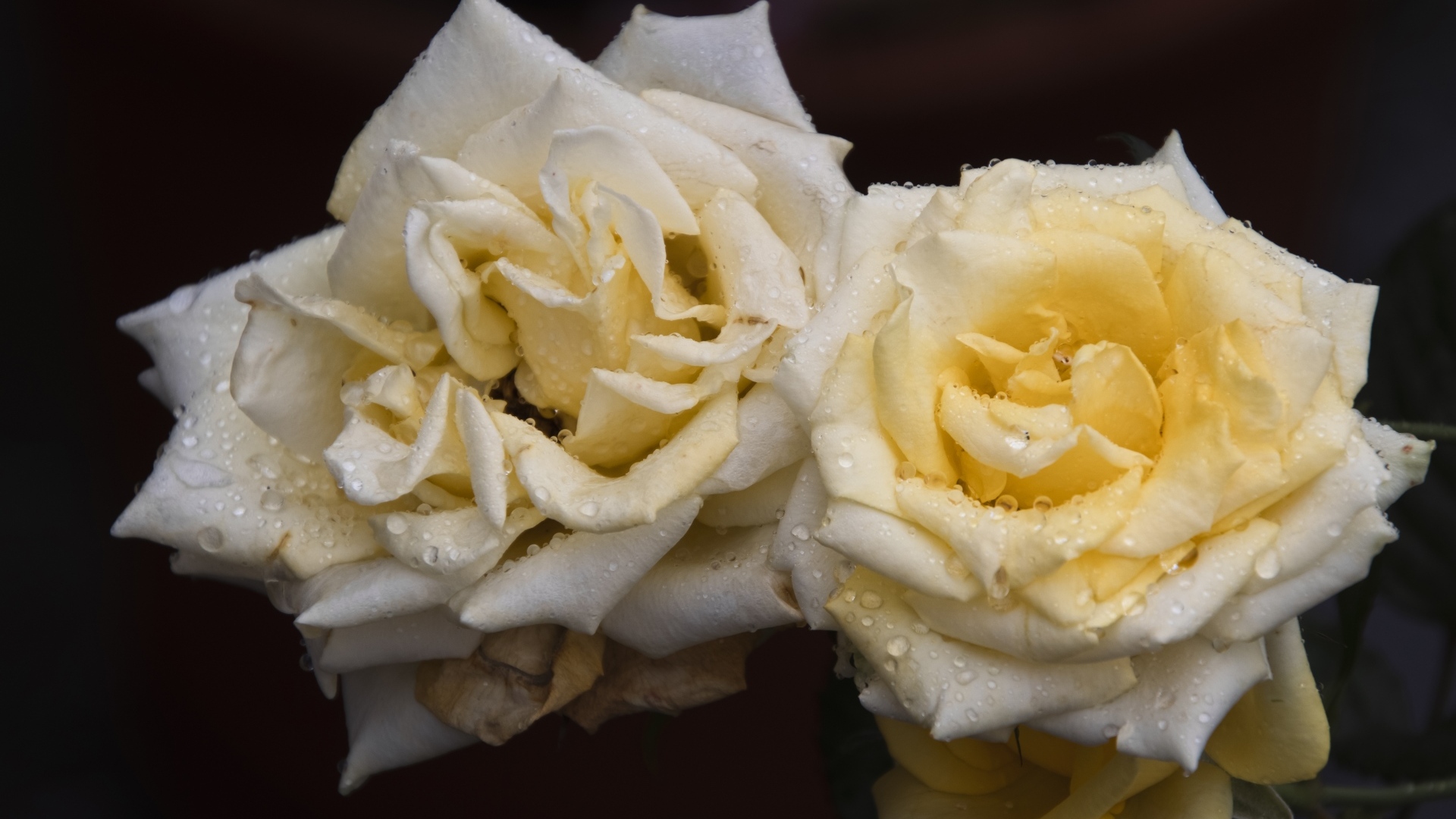 Две белые розы в каплях  росы на черном фоне