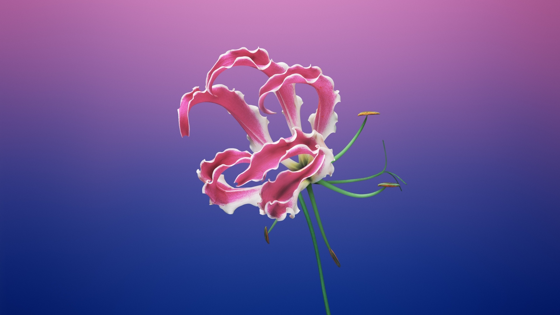 Необычная розовая лилия на синем фоне