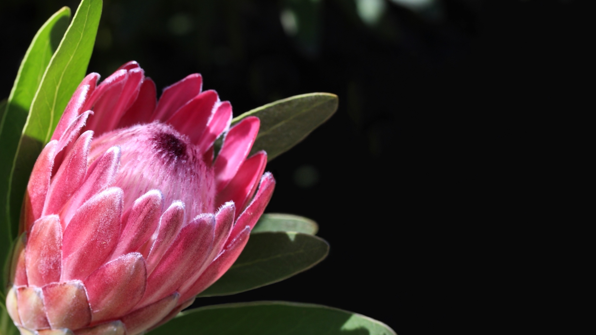 Необычный розовый цветок протея