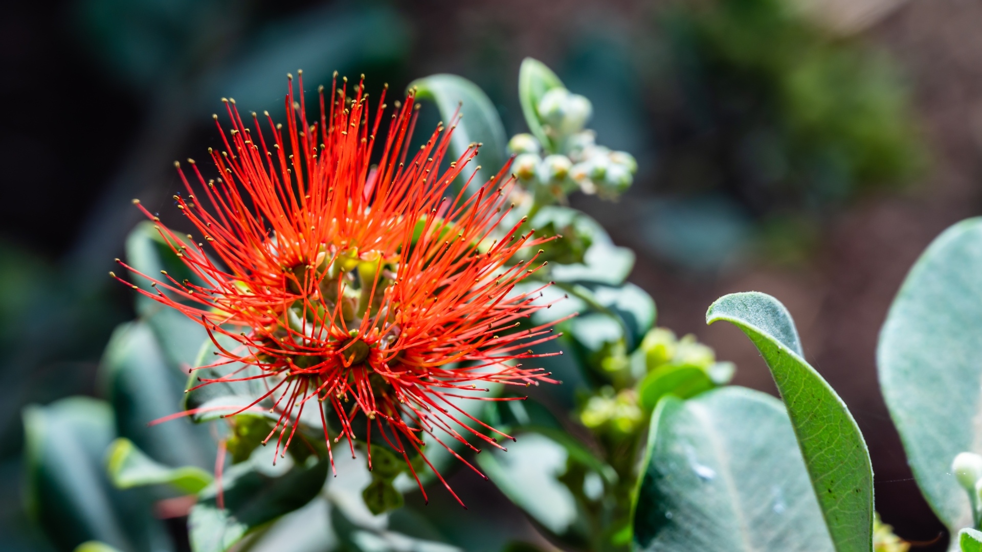 Необычный красный цветок эвкалипта крупным планом