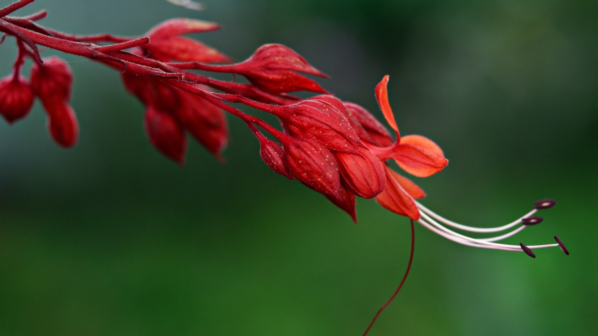 Необычный красный цветок на зеленом фоне