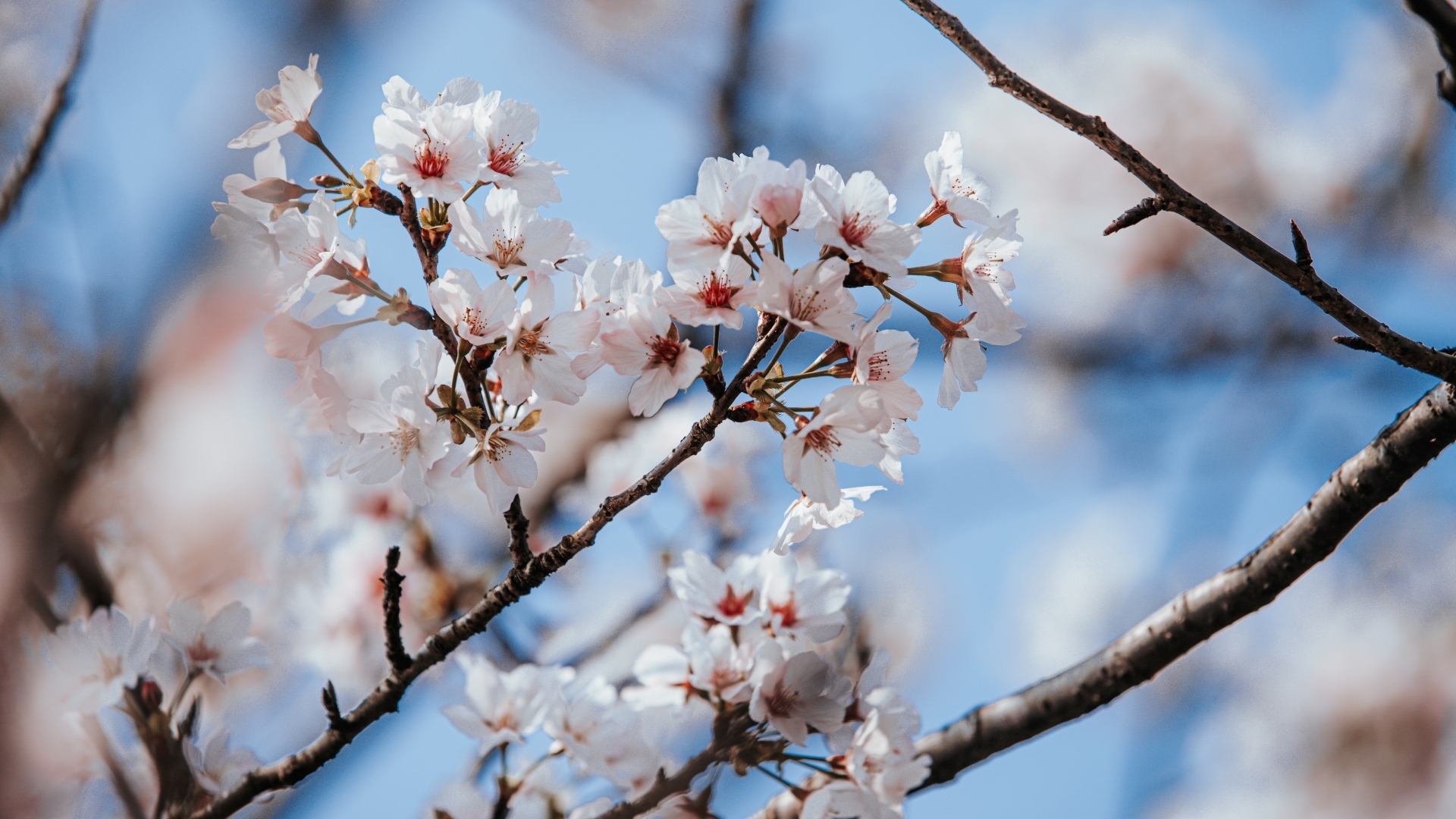 Буйное цветение абрикоса весной