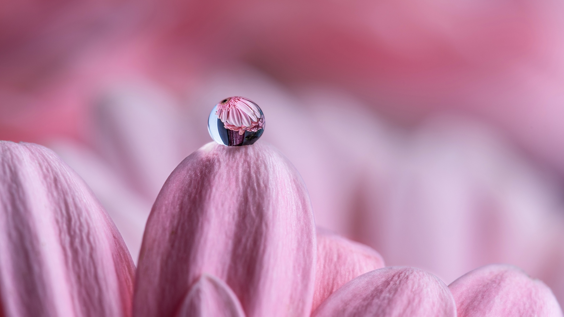 Капля воды на розовом лепестке