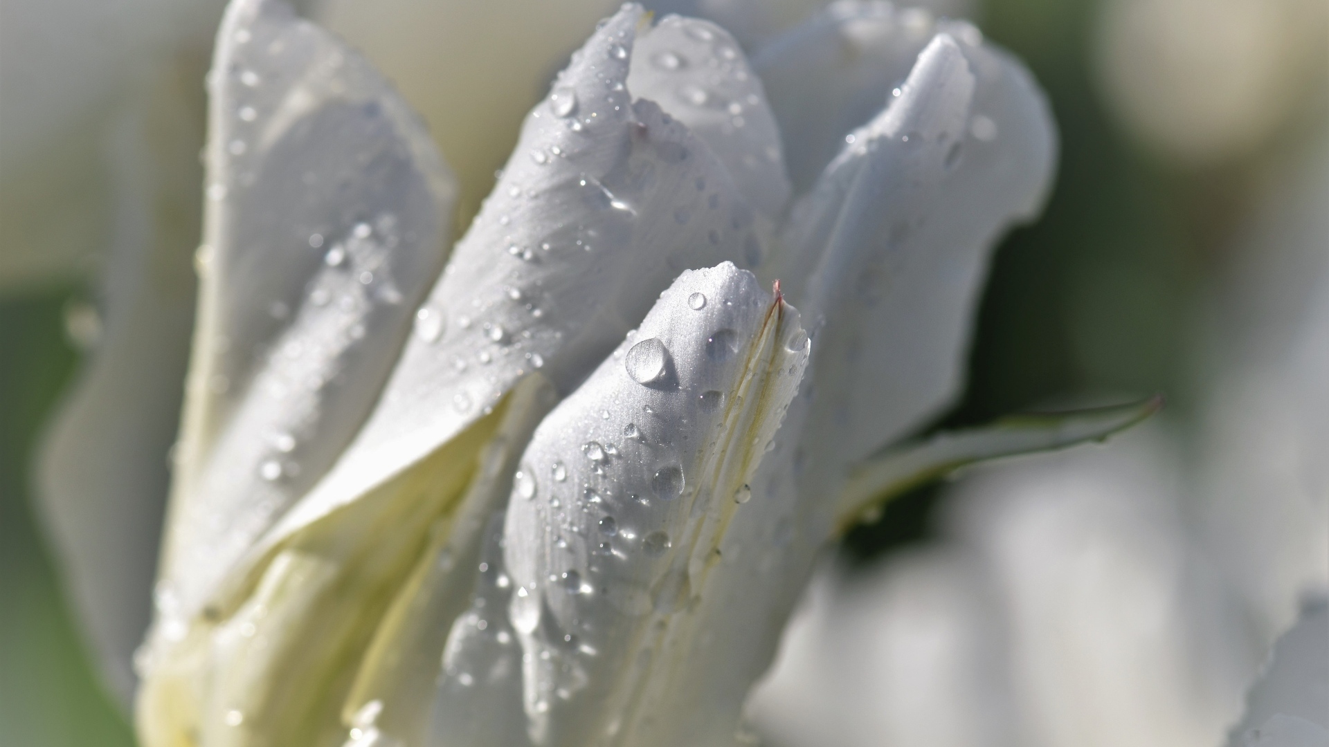 Капли воды на белых лепестках тюльпана