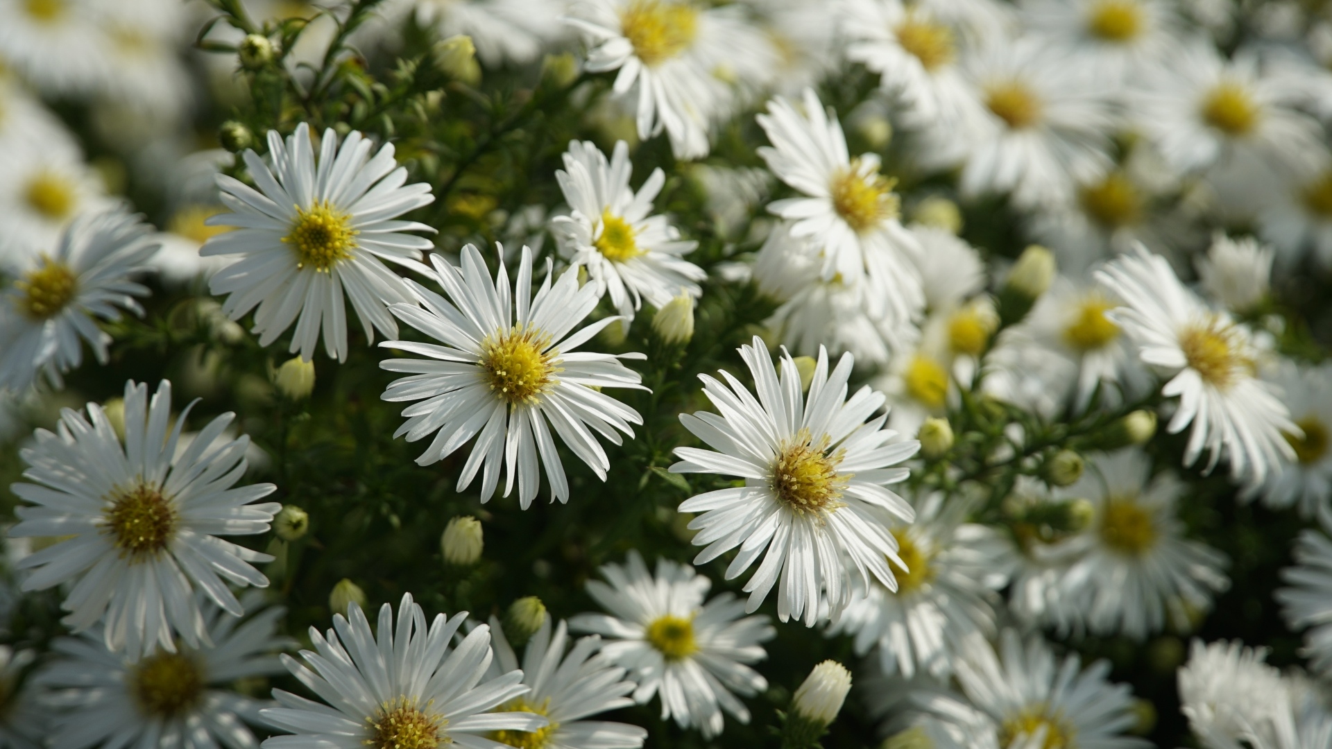 Белые цветы сентябринка крупным планом