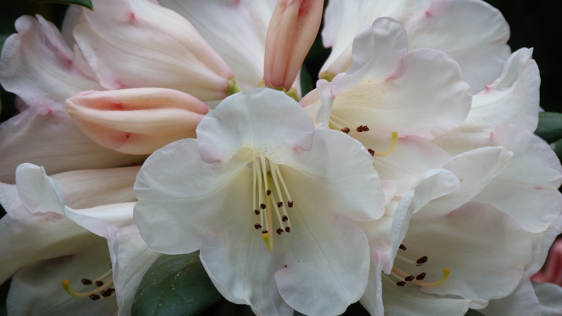 Белые цветы азалии крупным планом