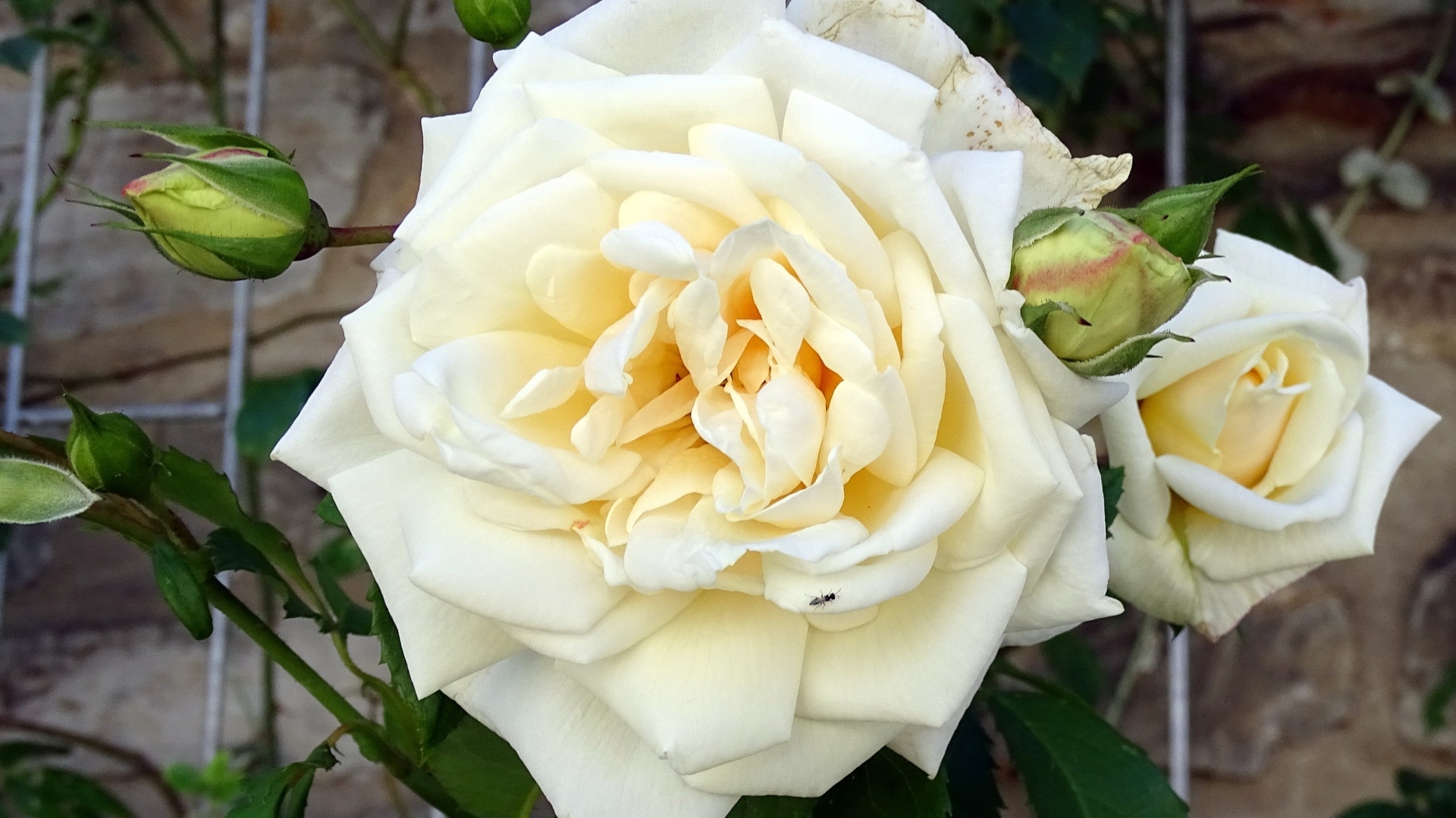 Белый красивый цветок розы с бутонами