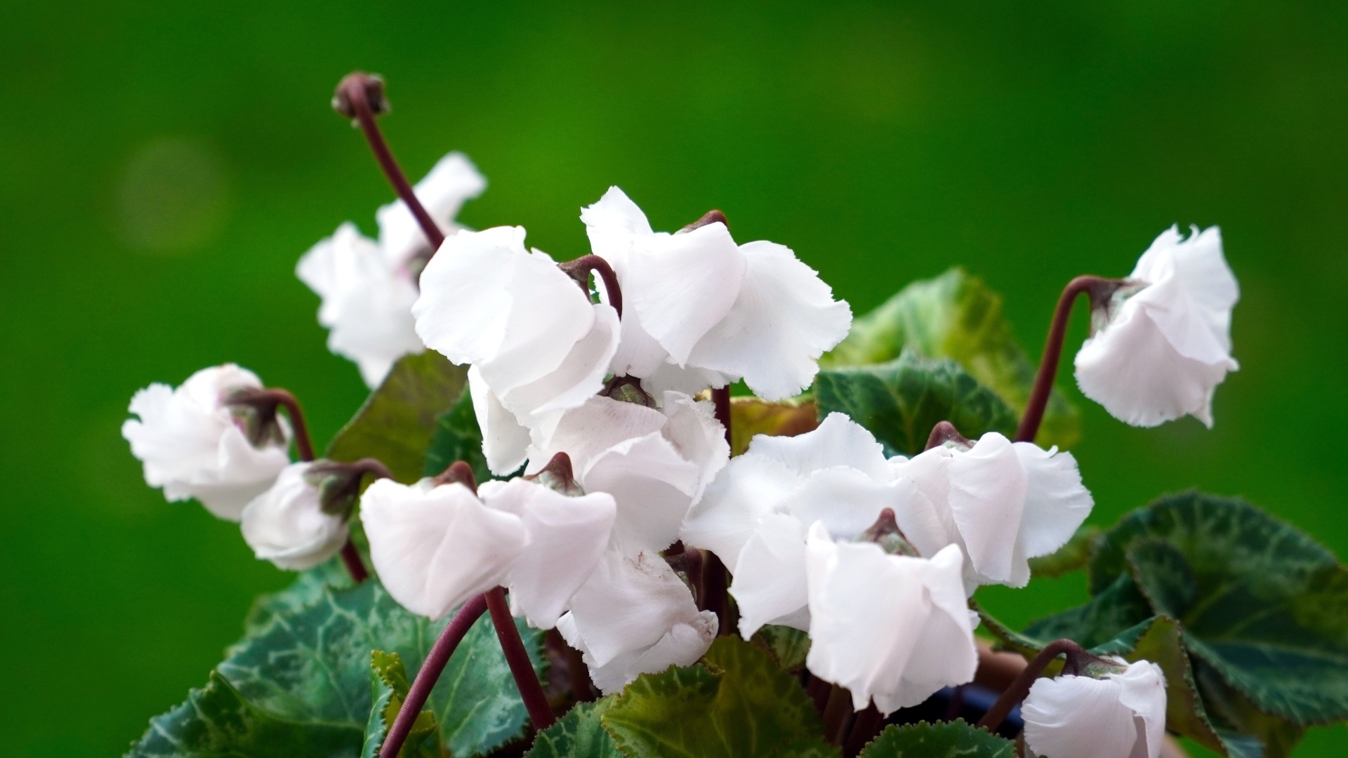 Белый цветущий комнатный цветок цикламен