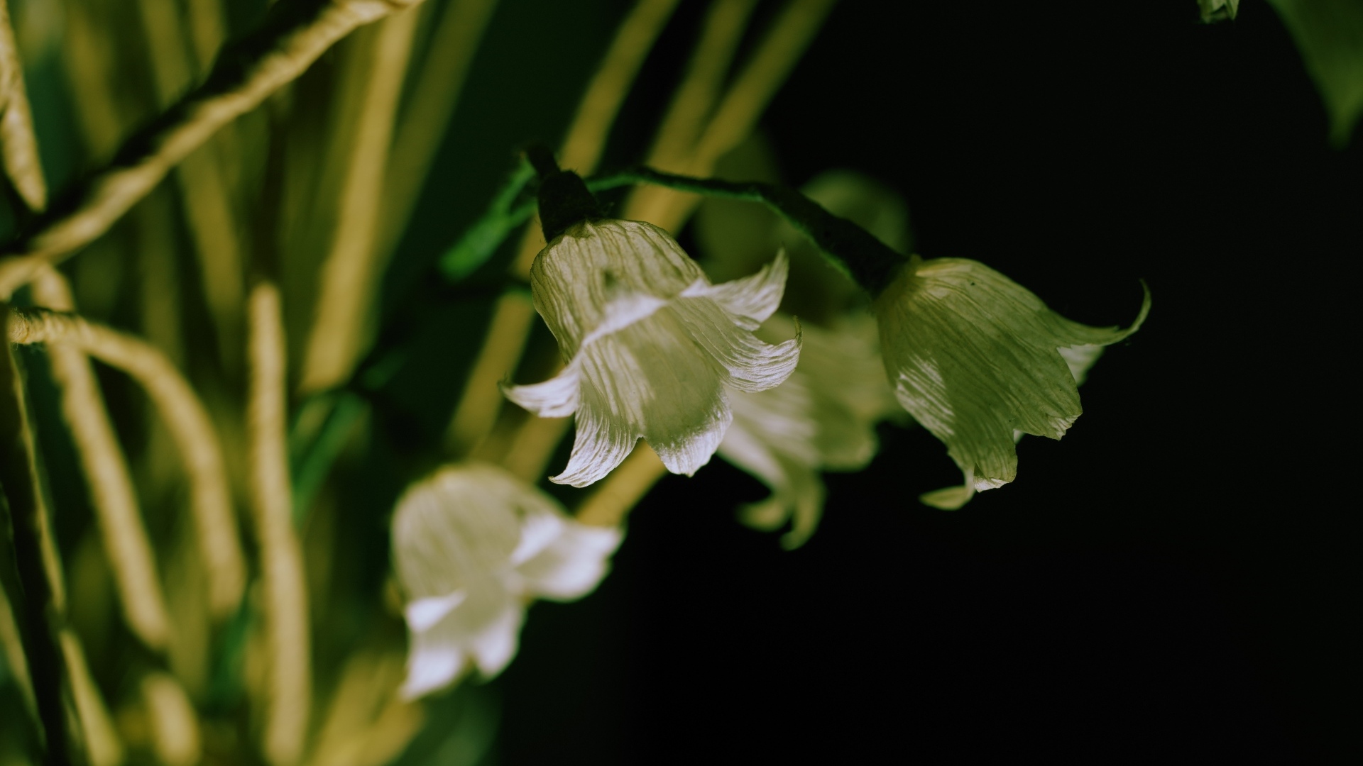 Белые цветы колокольчика крупным планом