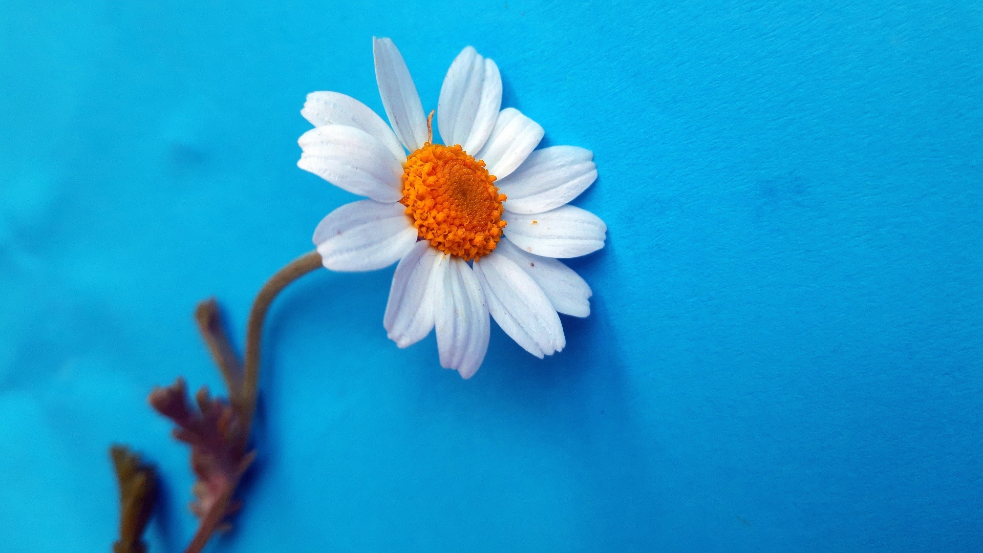 Белый цветок ромашки на голубом фоне