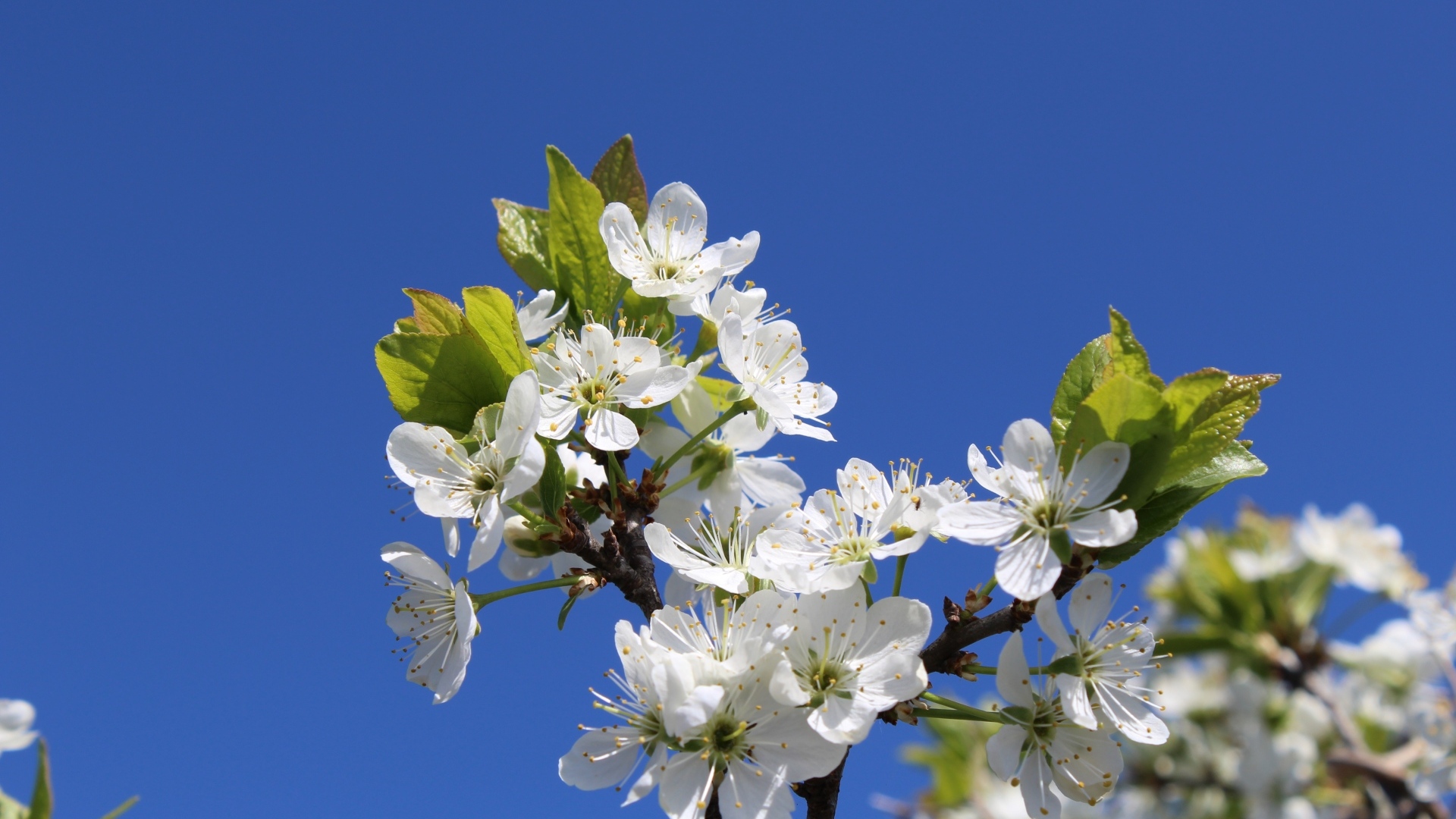Белые цветы вишни на фоне голубого неба