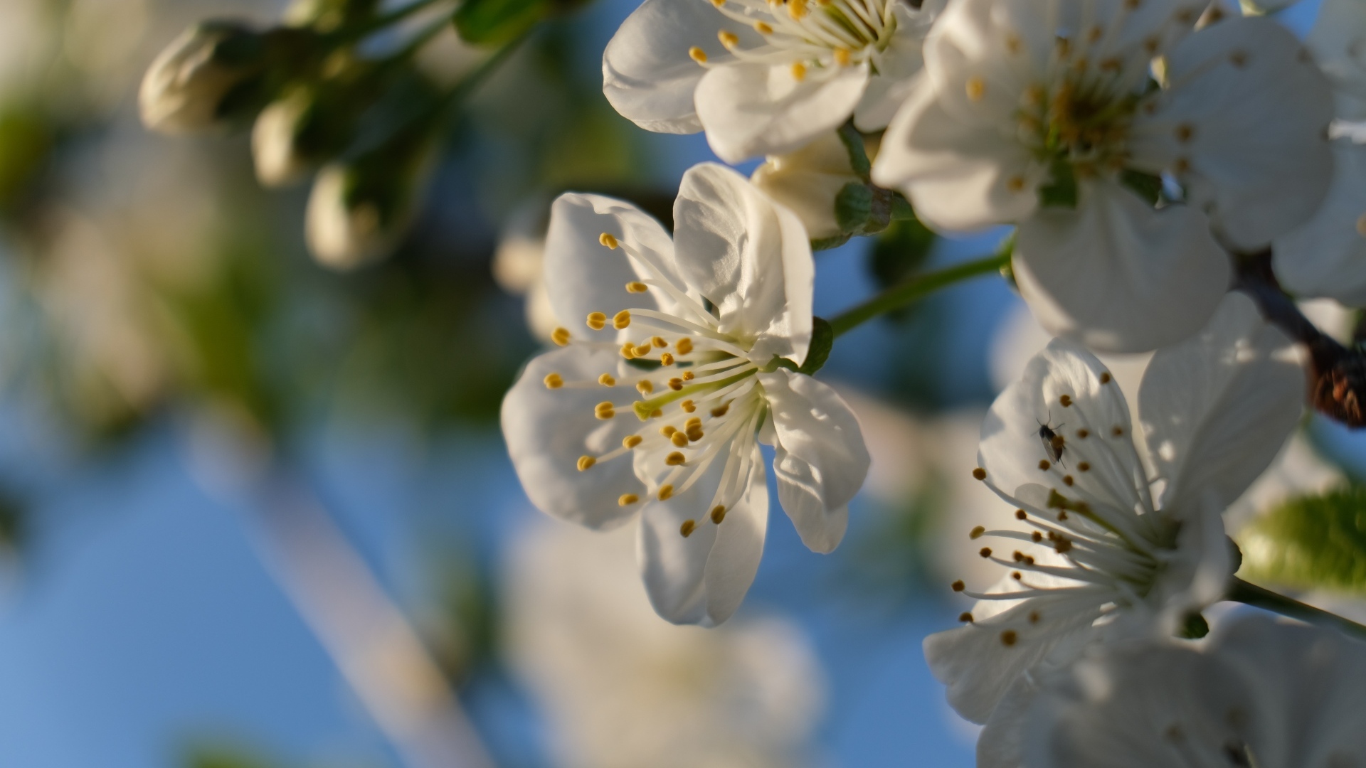 Белые цветы вишни распускаются на ветке весной