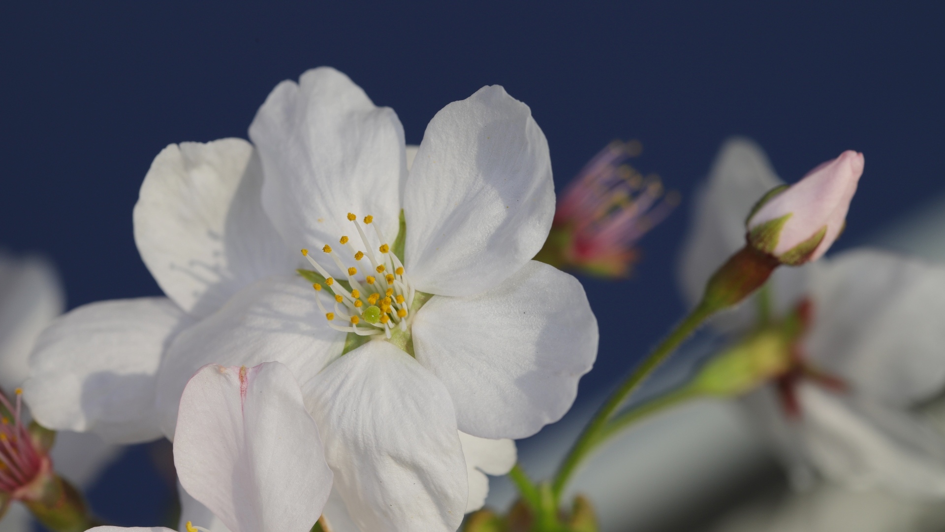 Белые цветы вишни с бутонами вблизи