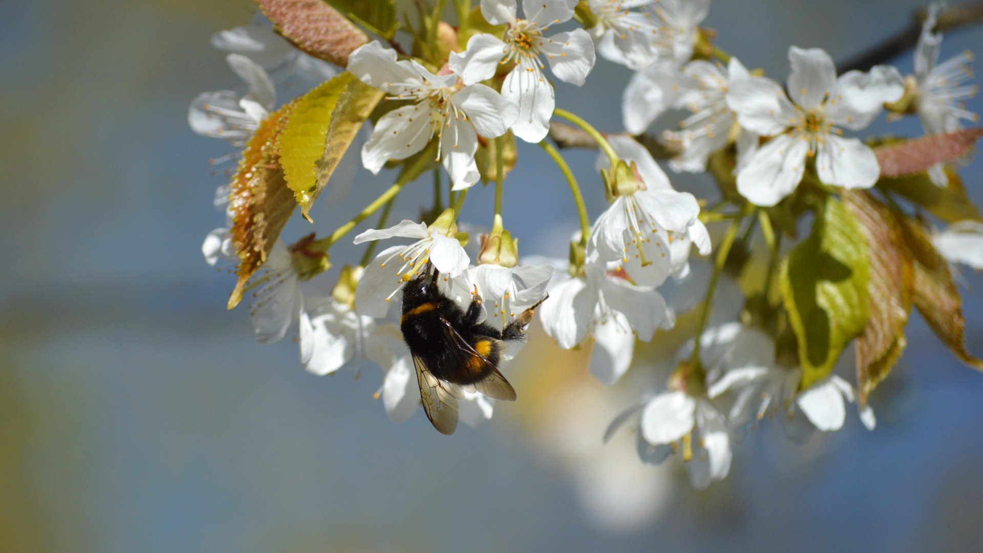 Белые цветы черешни со шмелем крупным планом