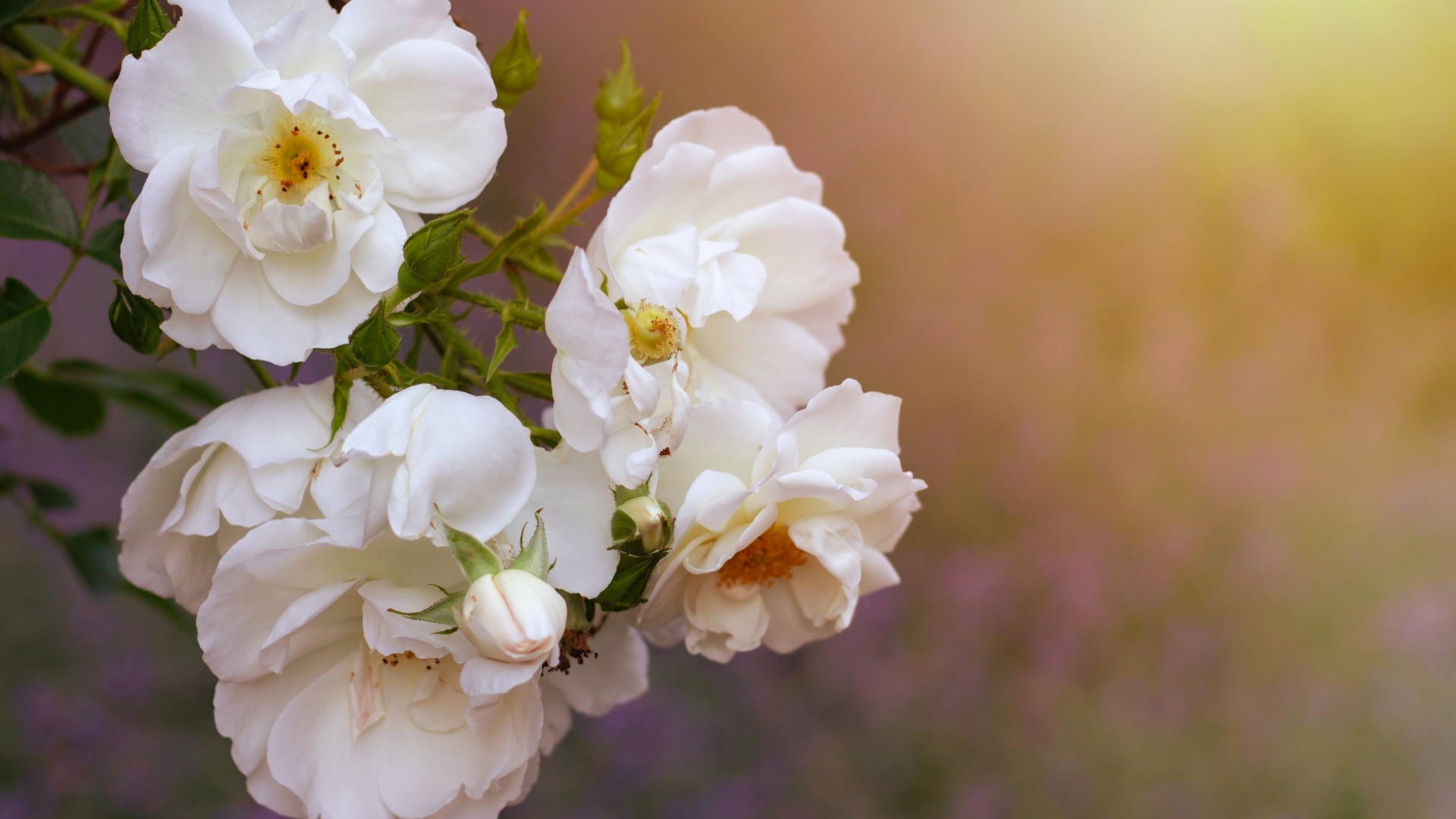 Белые цветы вьющейся розы