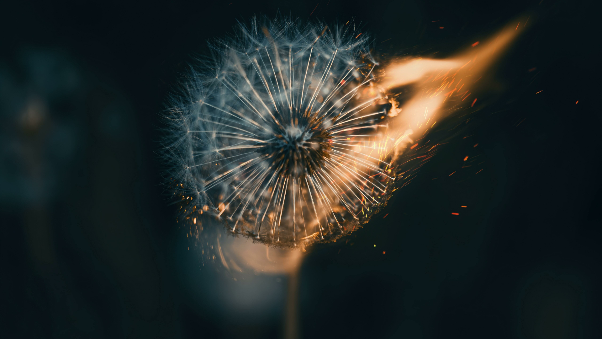 Белый одуванчик в огне