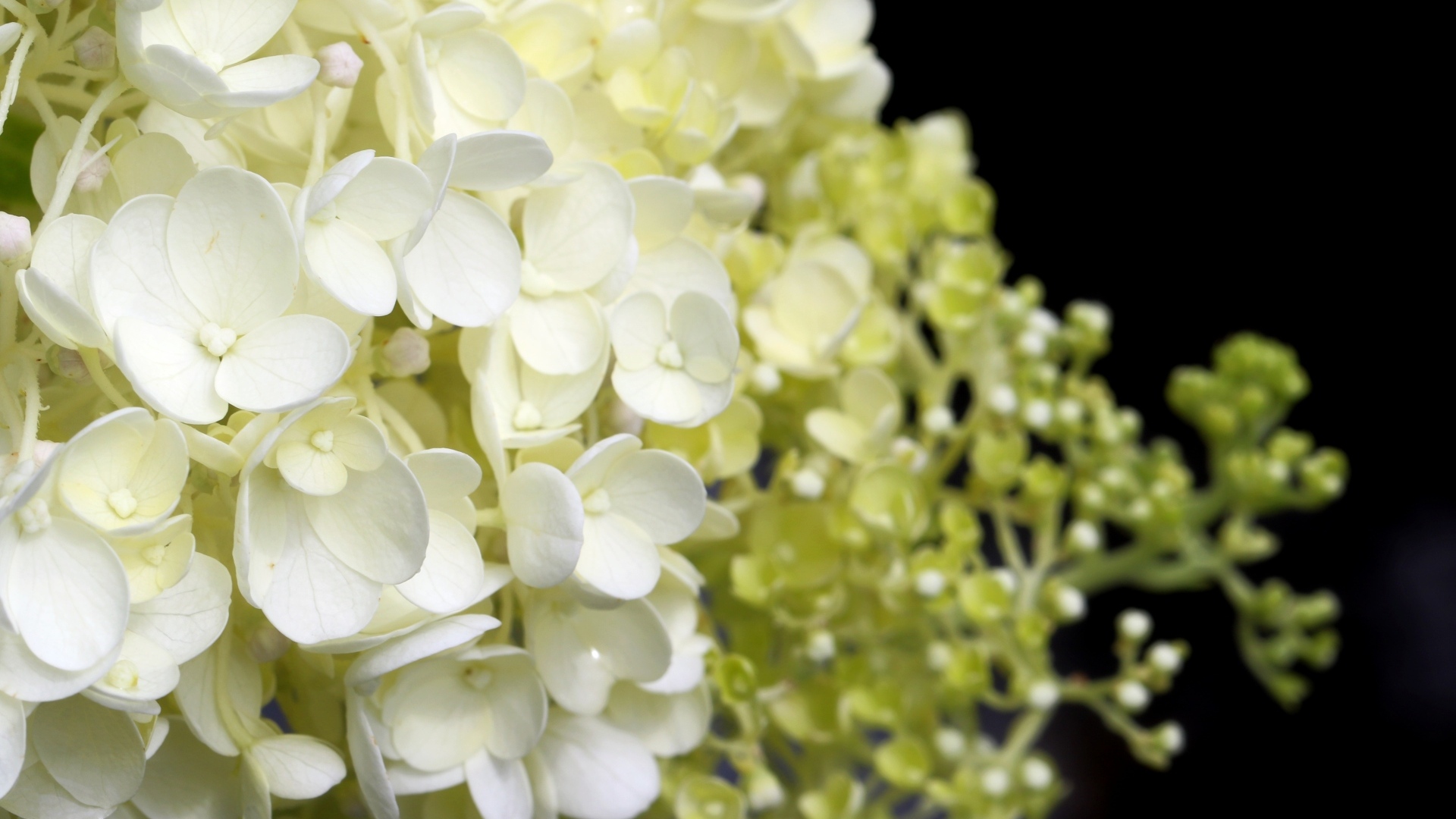 Белые нежные цветы гортензия крупным планом