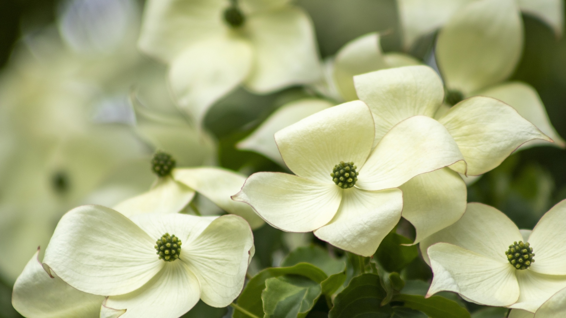 Белые цветы кизила крупным планом