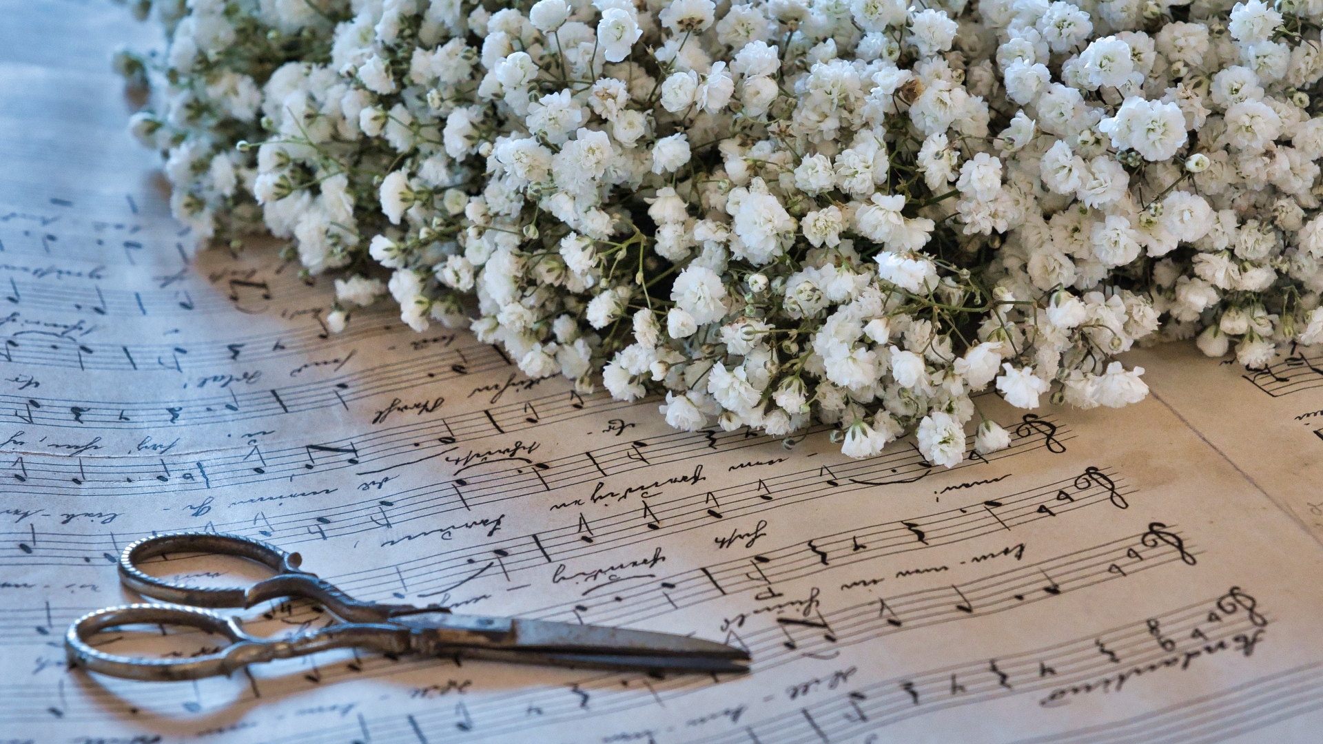 Белые цветы гипсофилы с ножницами и нотной тетрадью
